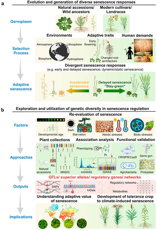 Genetic Foundation of Leaf Senescence: Insights from Natural
