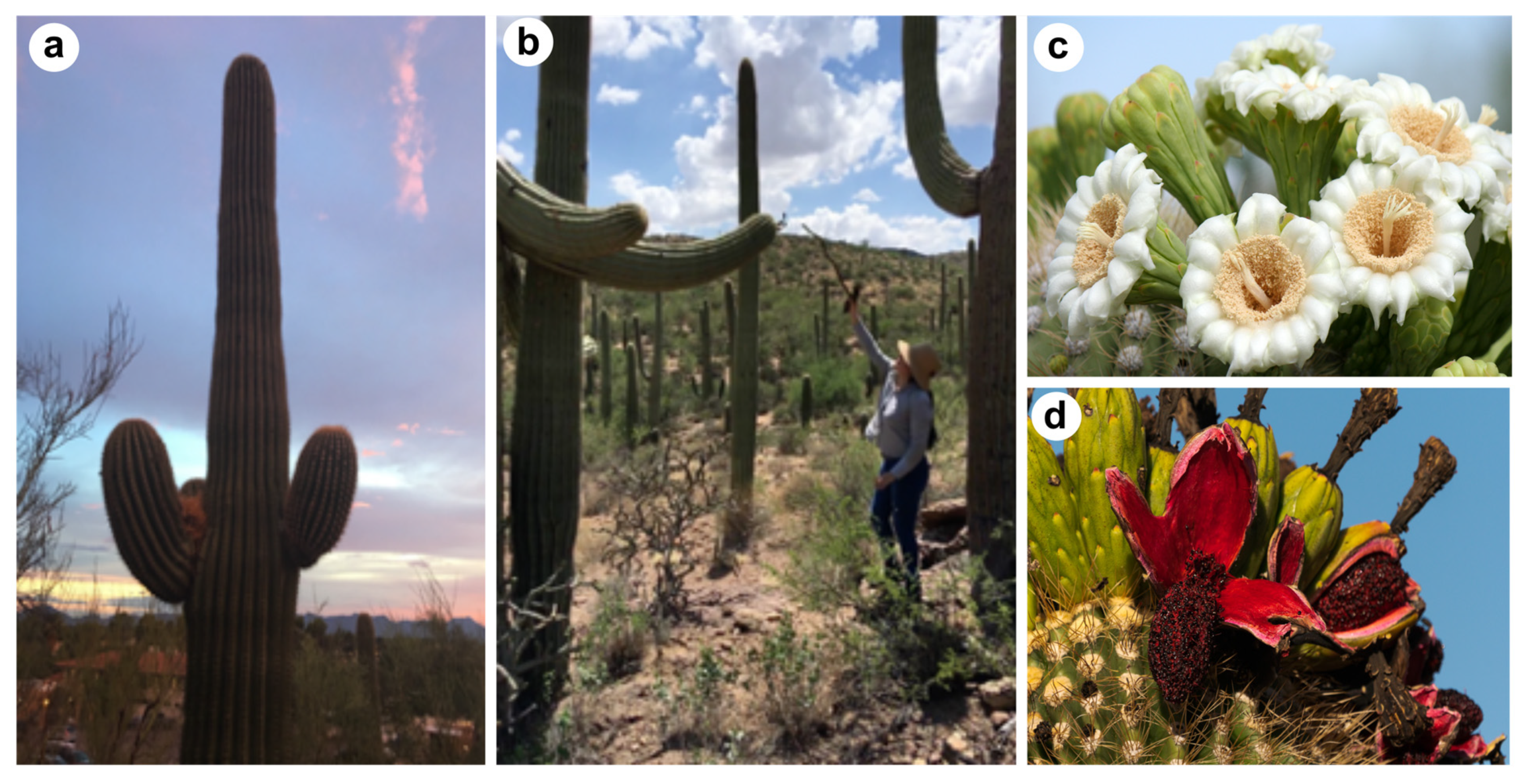 Plants 13 03406 g002