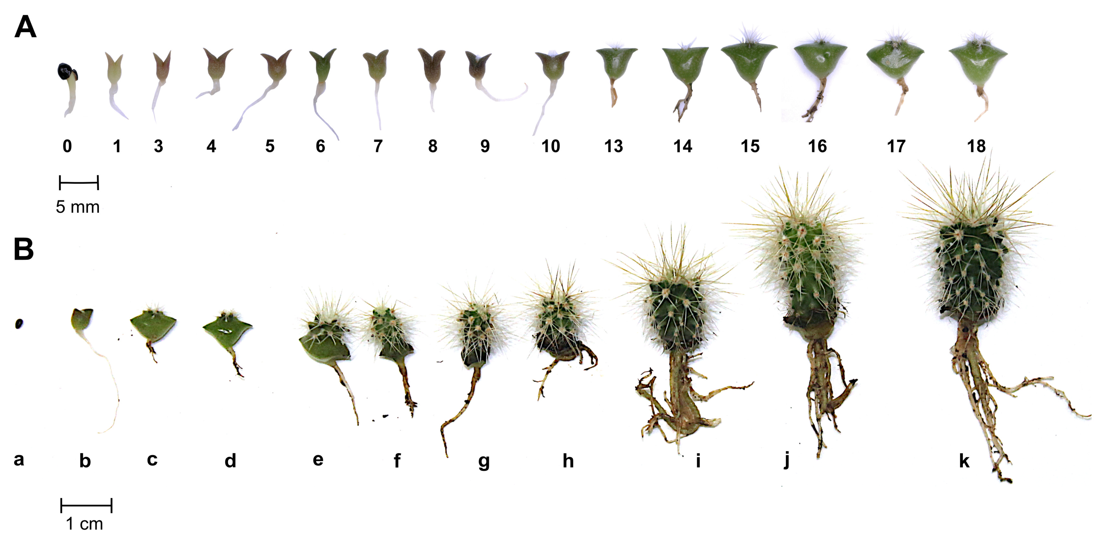 Plants 13 03406 g003