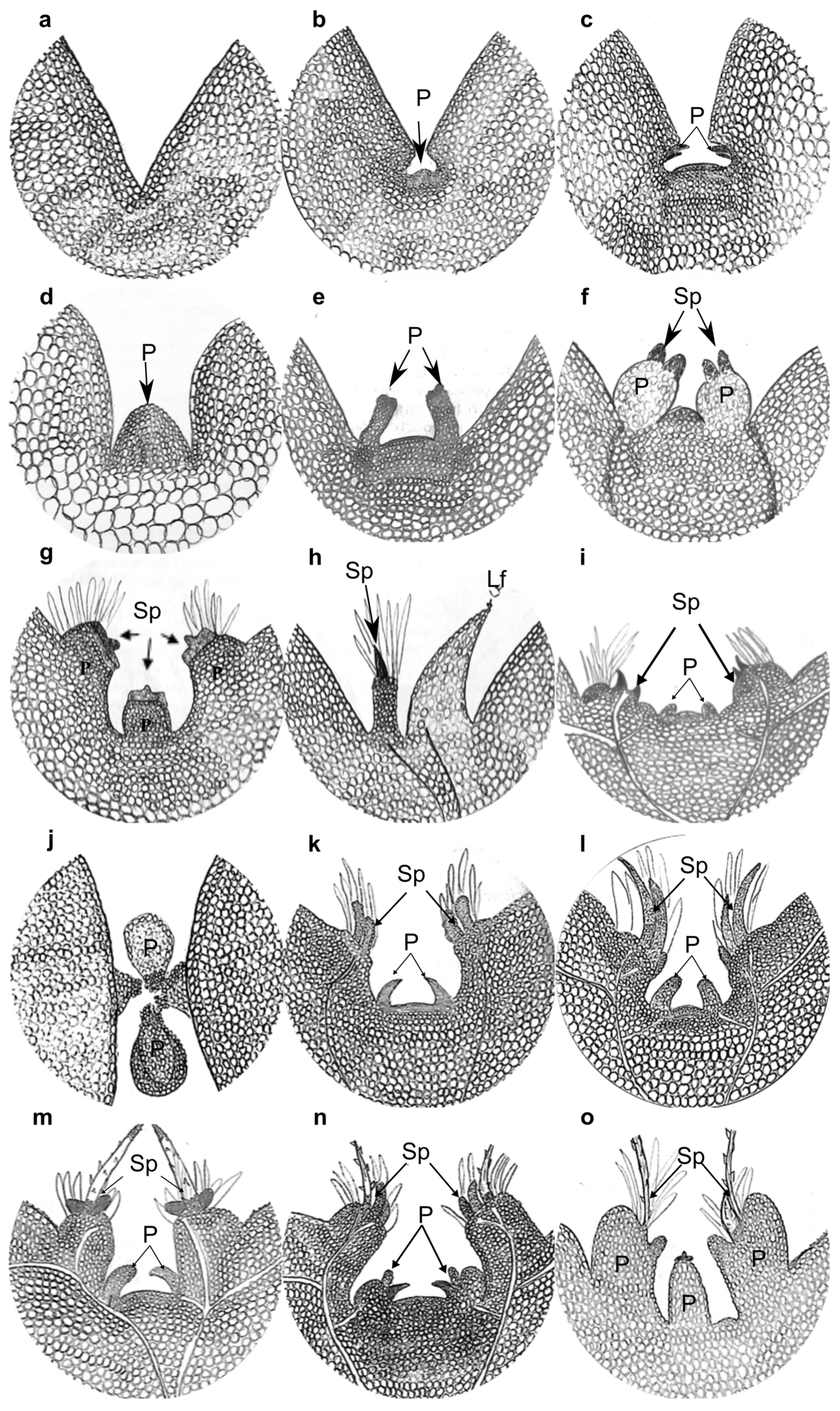 Plants 13 03406 g006