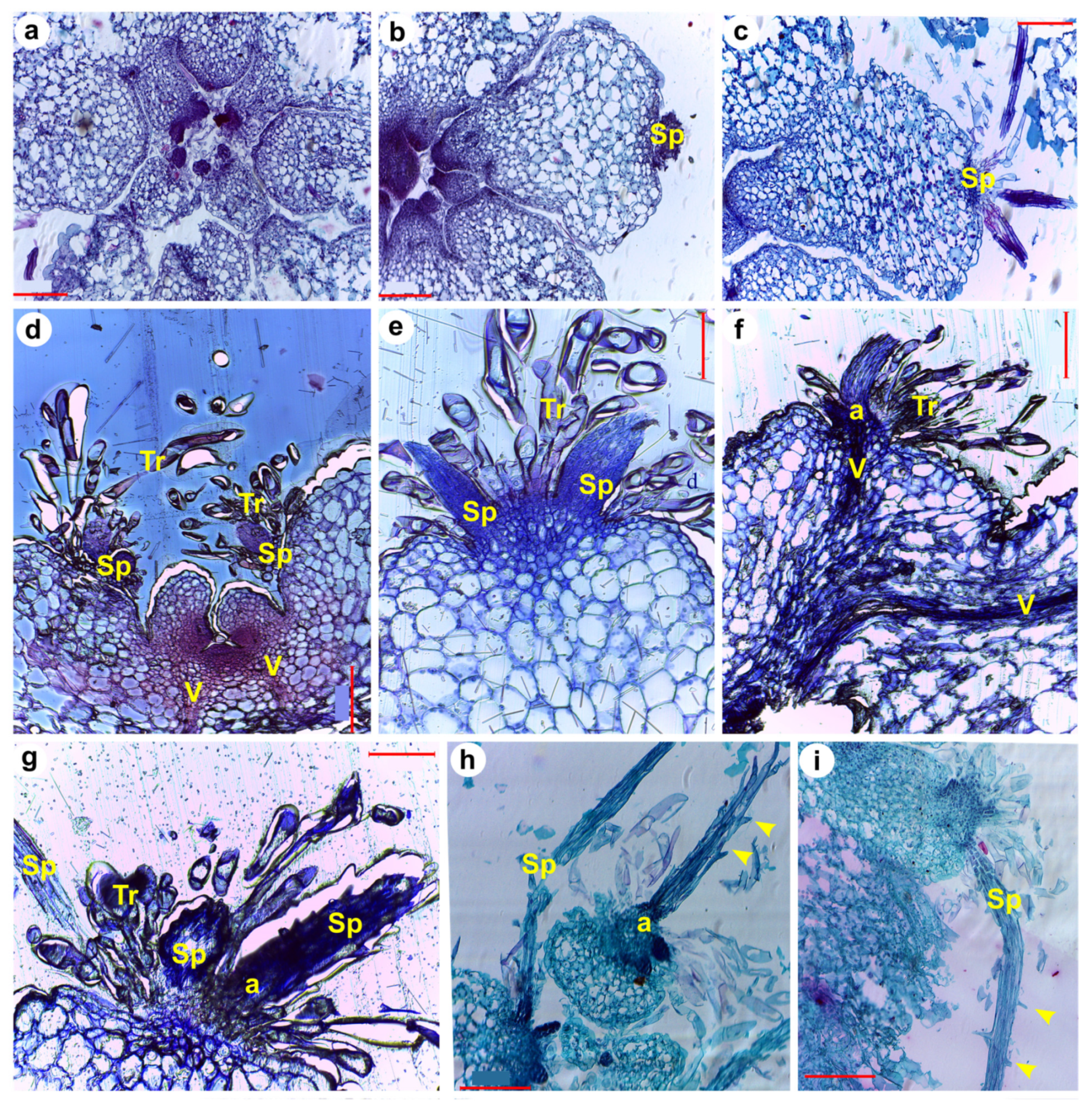 Plants 13 03406 g008