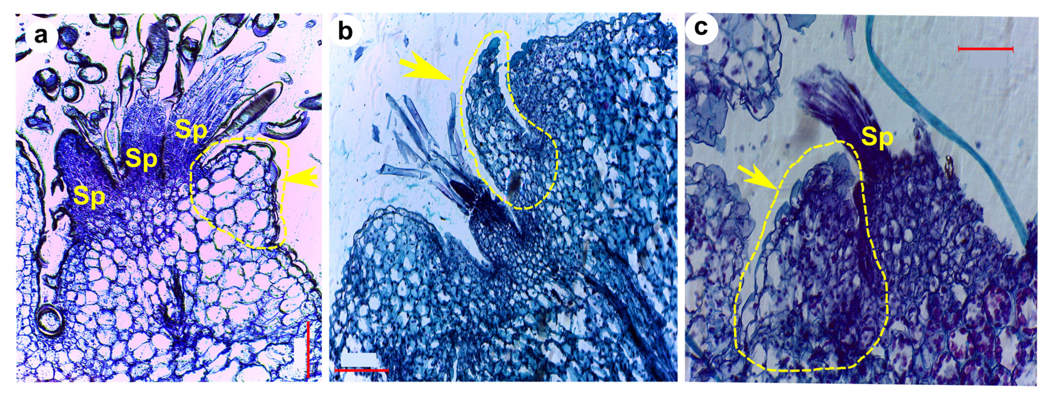 Plants 13 03406 g009