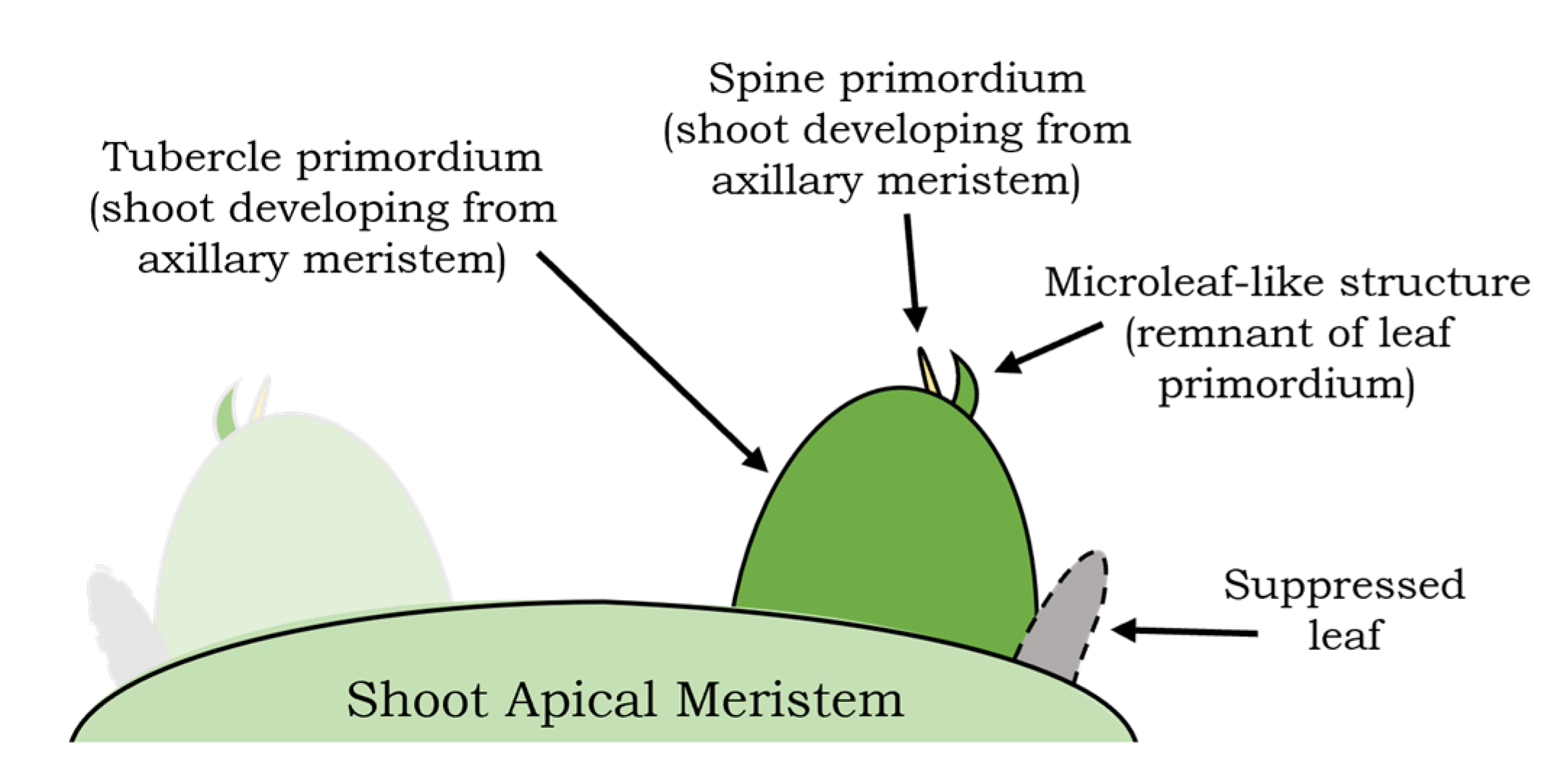 Plants 13 03406 g010