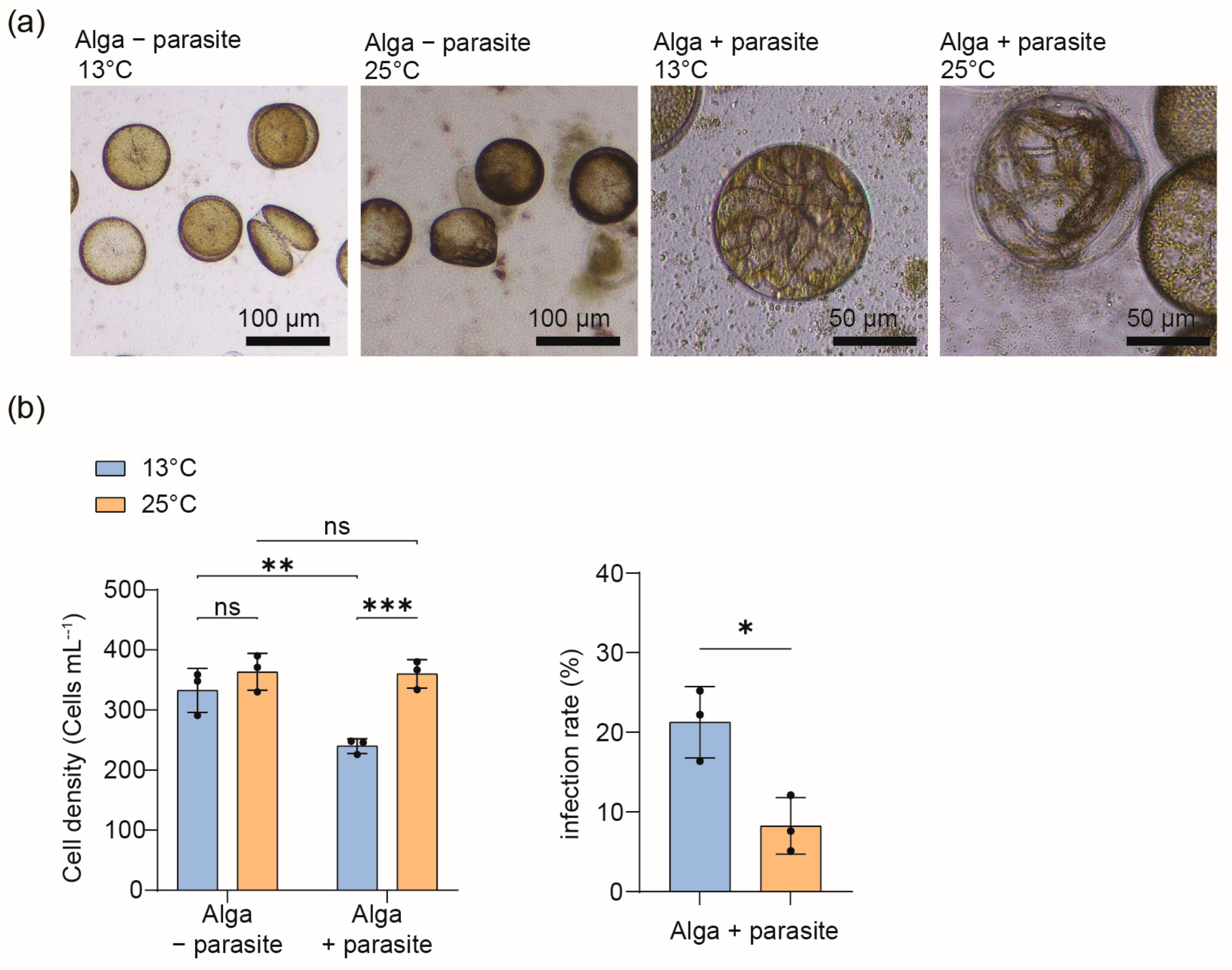 Plants 13 03415 g001