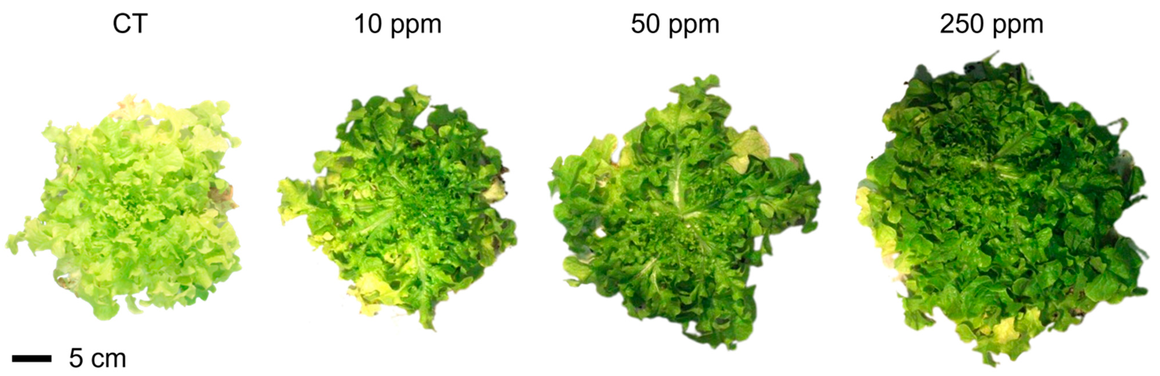 Plants 13 03416 g002