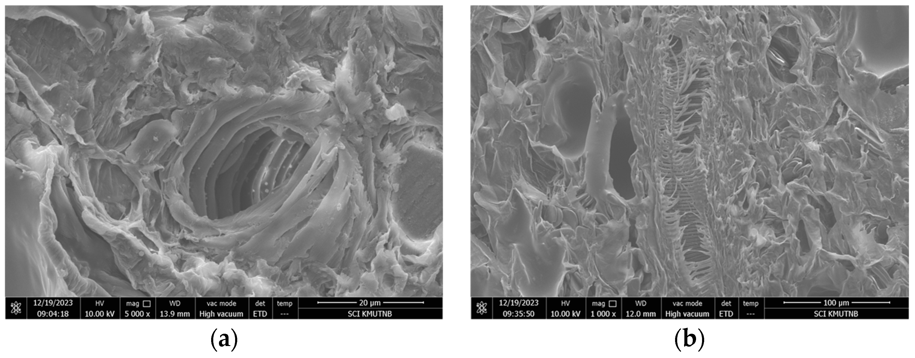 Plants 13 03417 g006