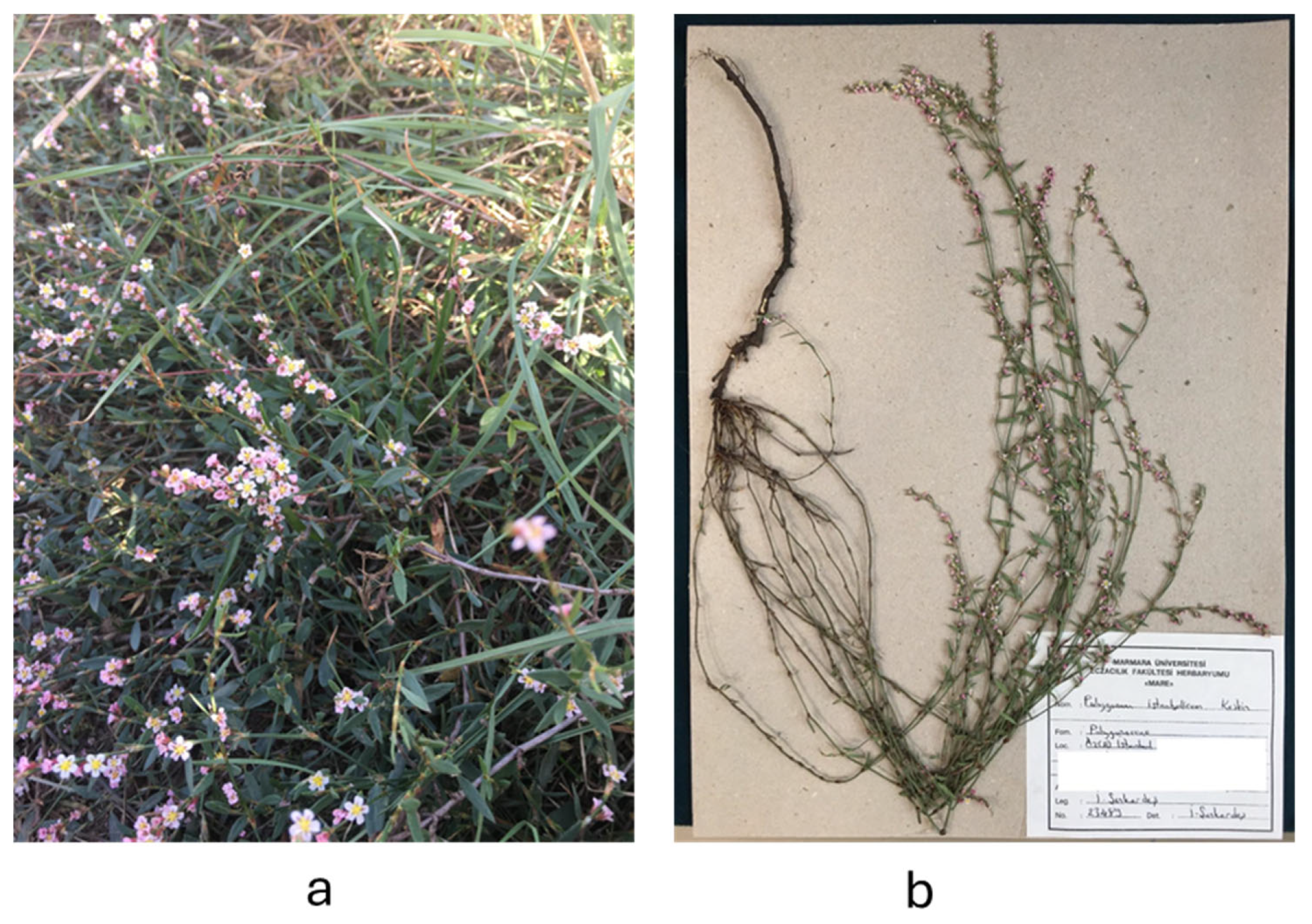 Plants 13 03421 g007