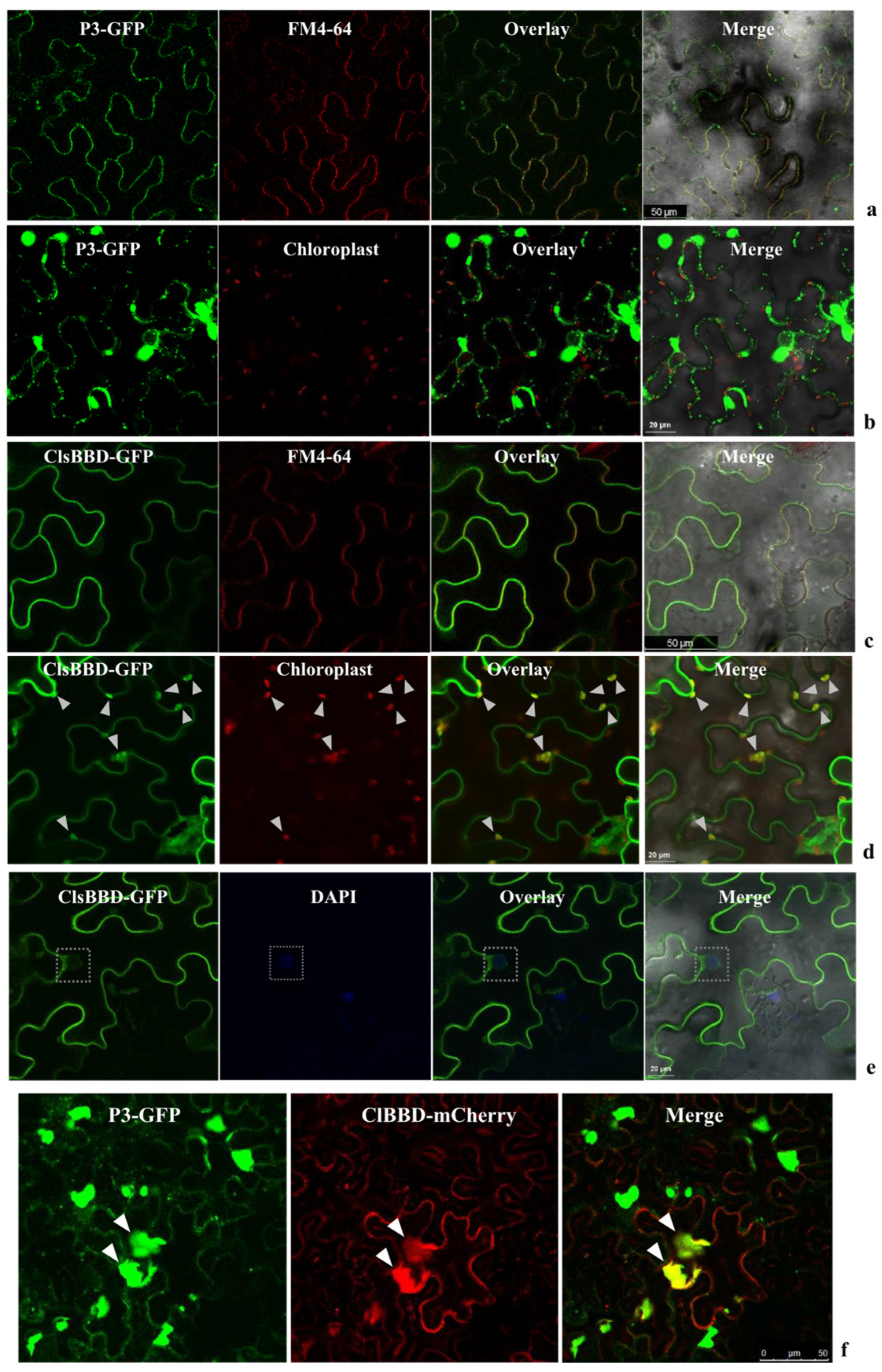 Plants 13 03431 g003
