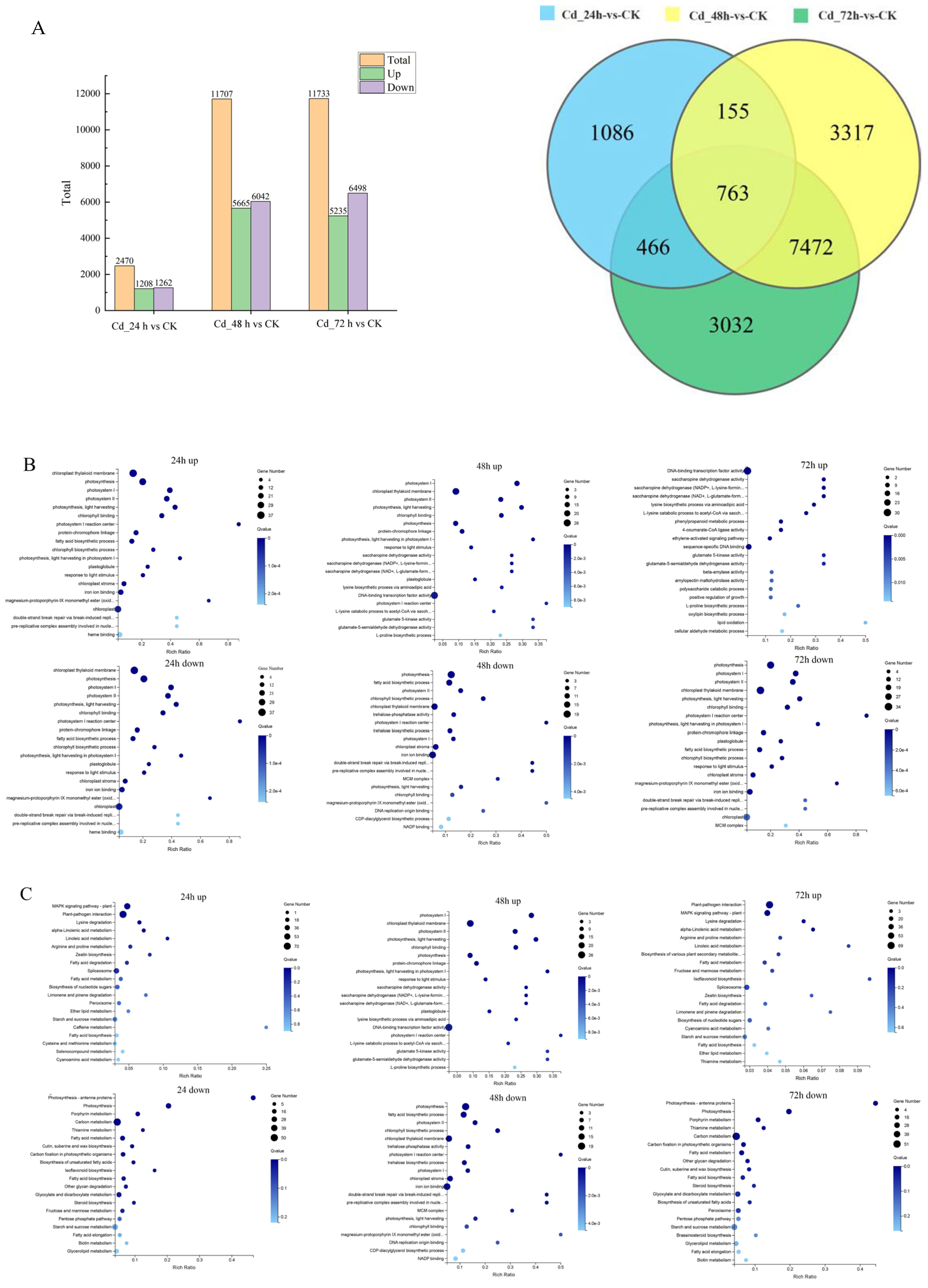 Plants 13 03433 g005