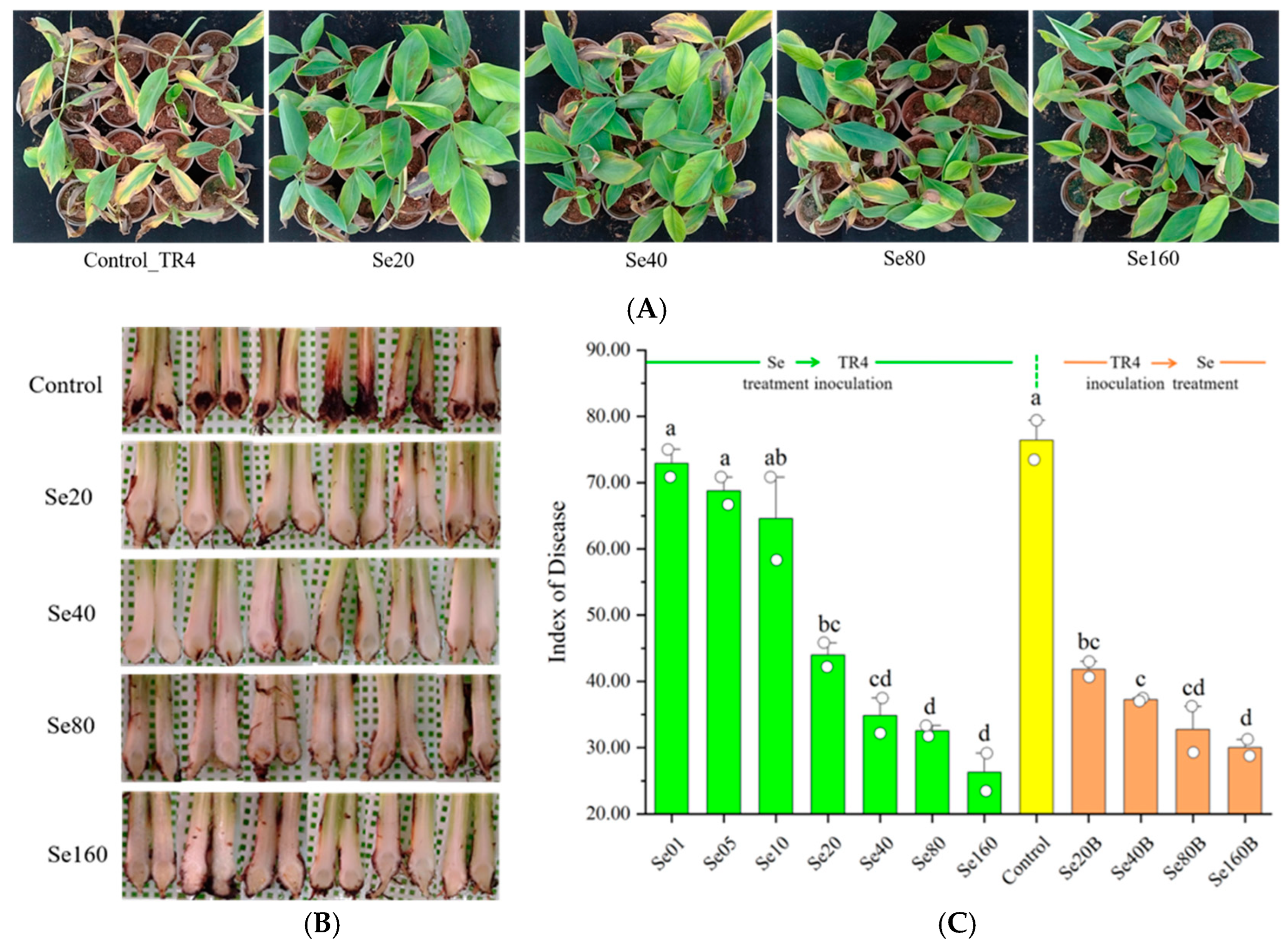 Plants 13 03435 g003