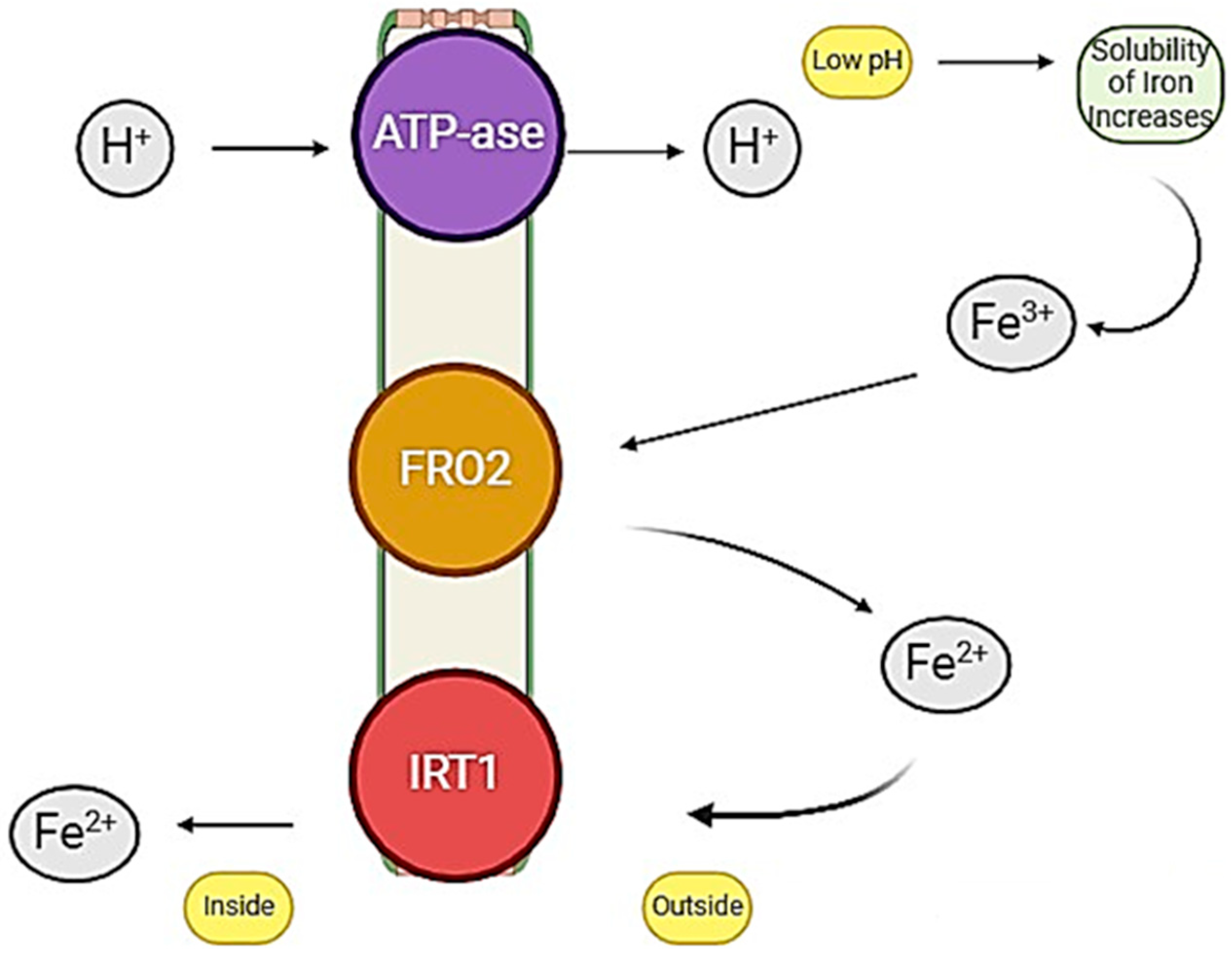 Plants 13 03438 g001 Plants 13 03438 g001