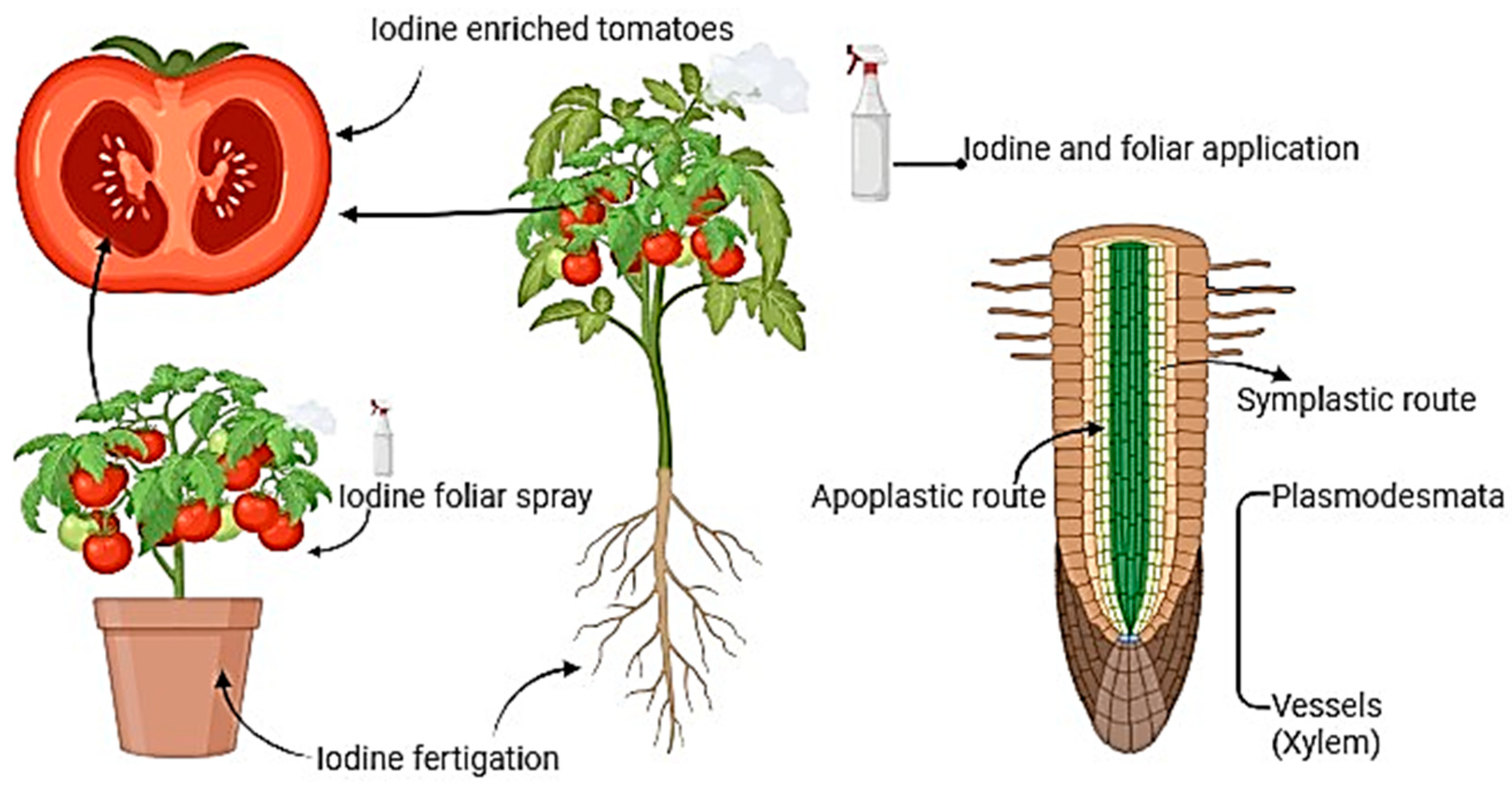 Plants 13 03438 g002 Plants 13 03438 g002