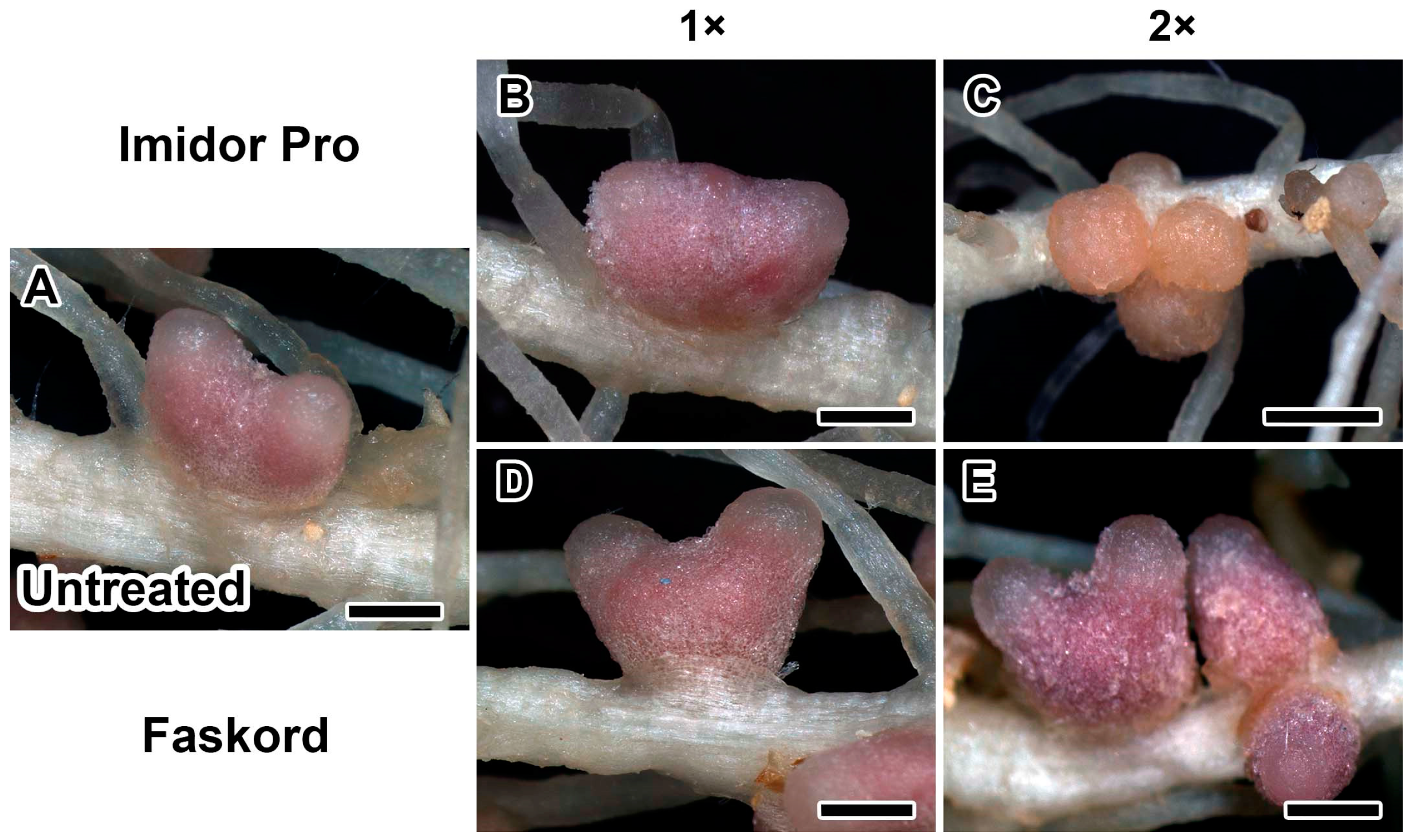 Plants 13 03439 g002