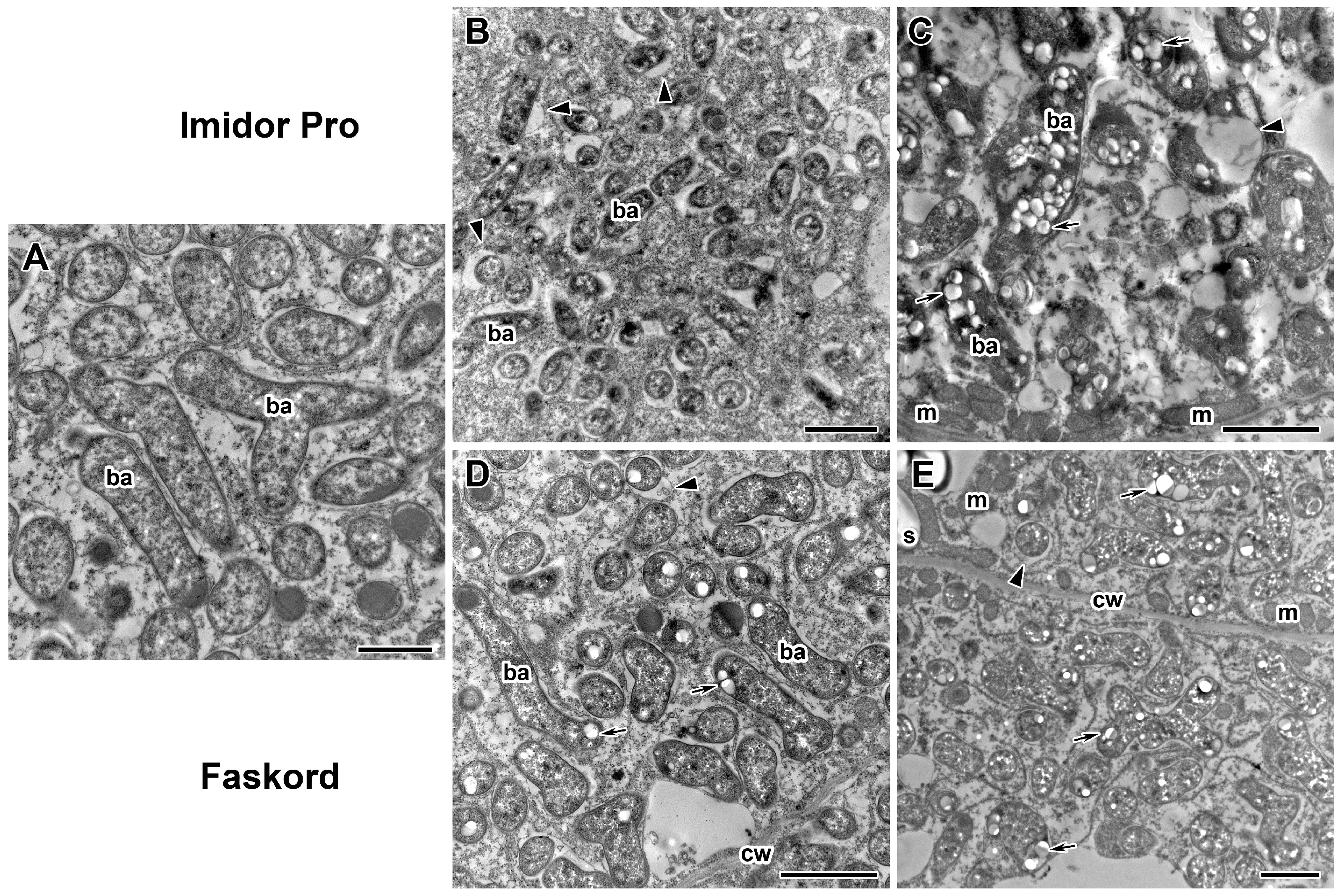 Plants 13 03439 g006