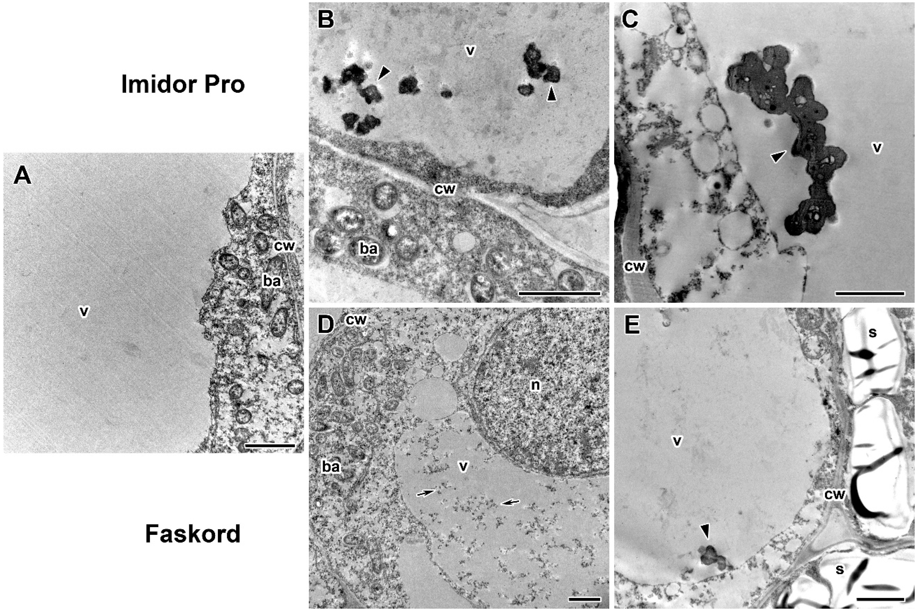 Plants 13 03439 g007