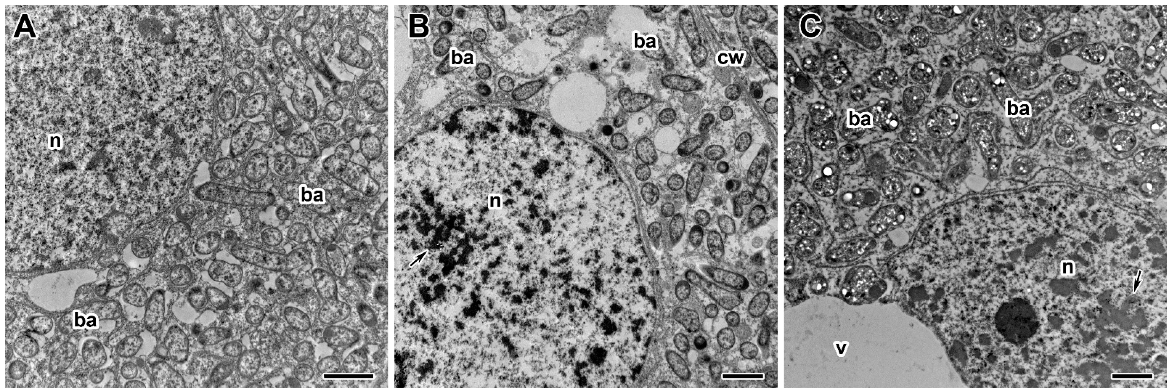 Plants 13 03439 g009