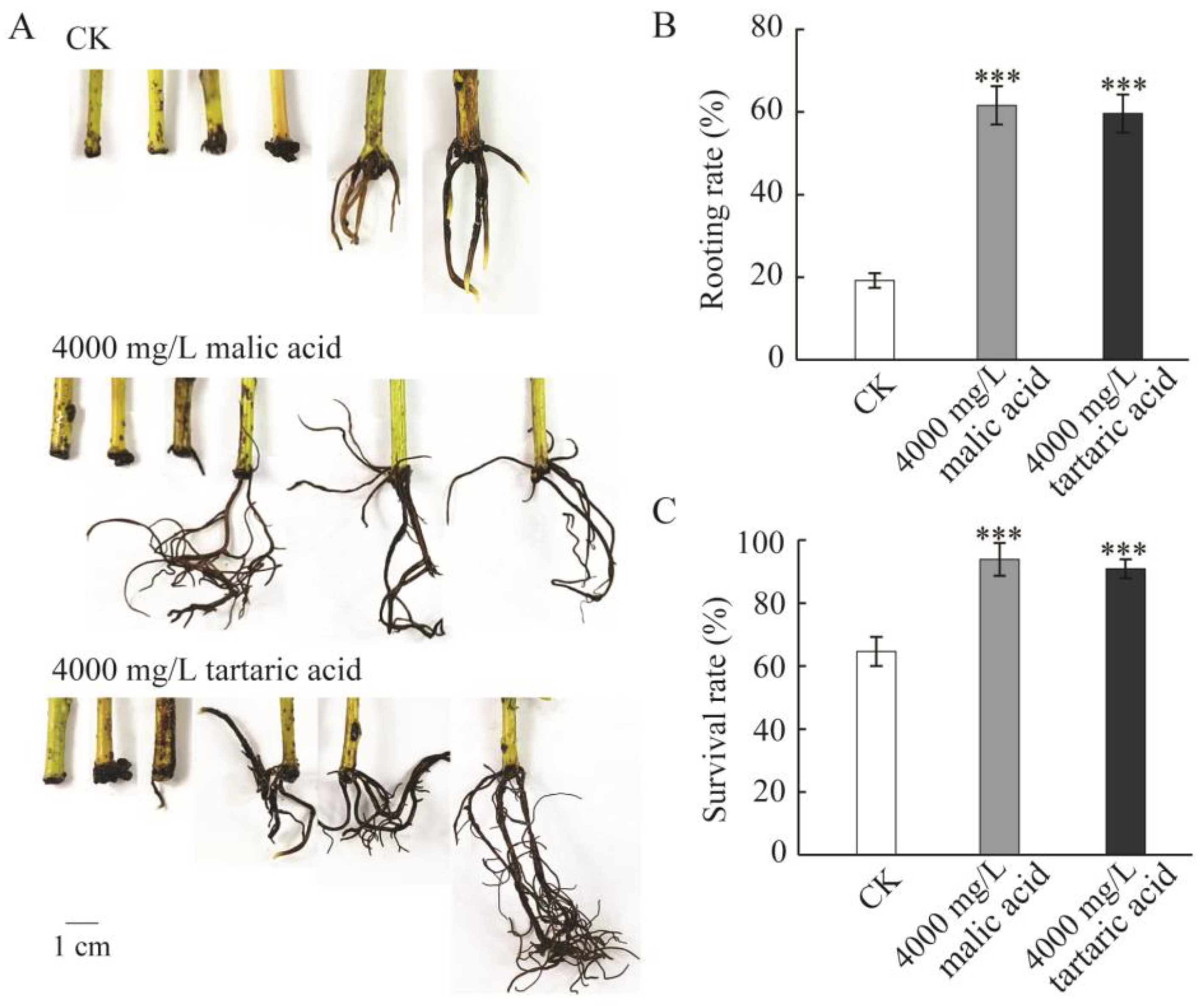 Plants 13 03440 g001