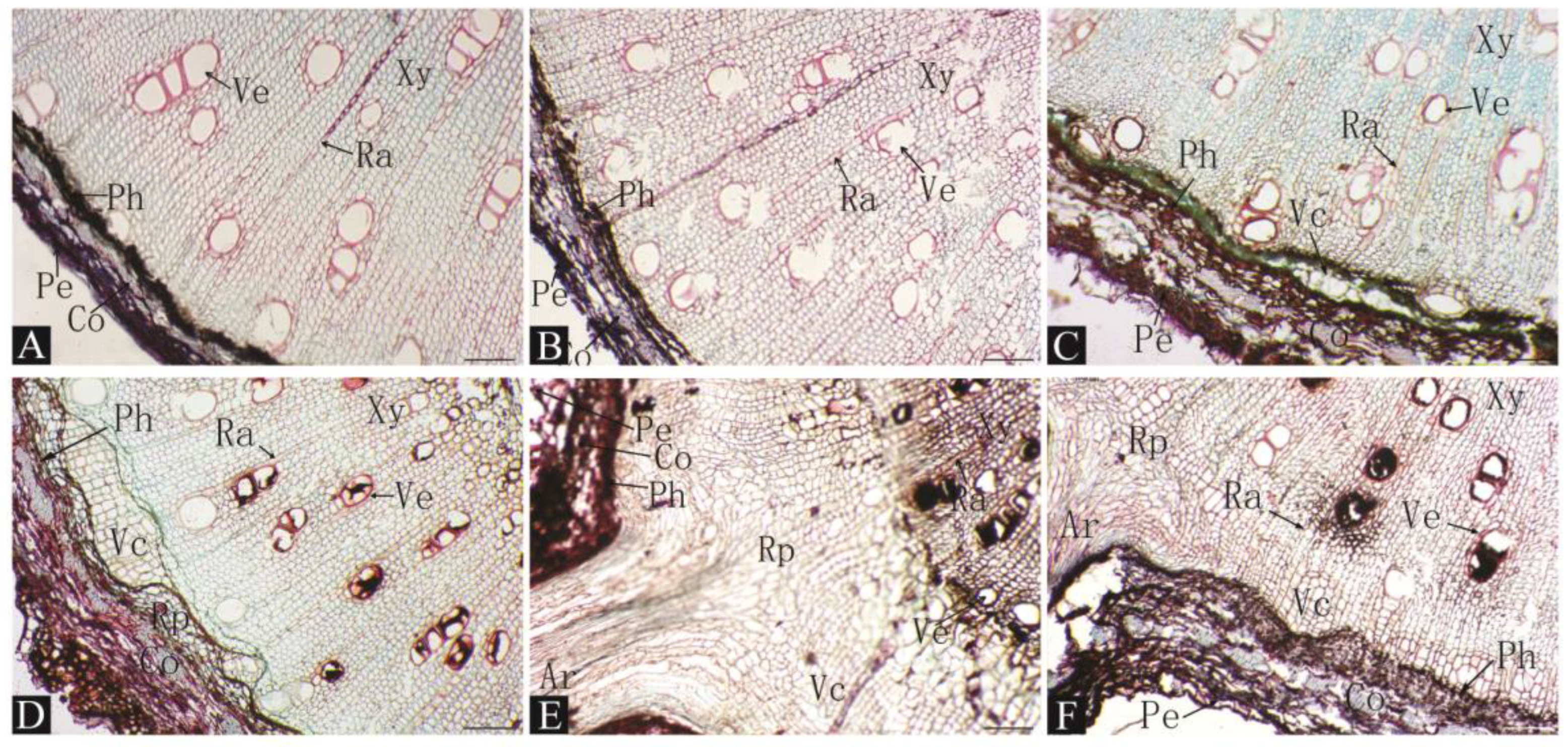 Plants 13 03440 g003