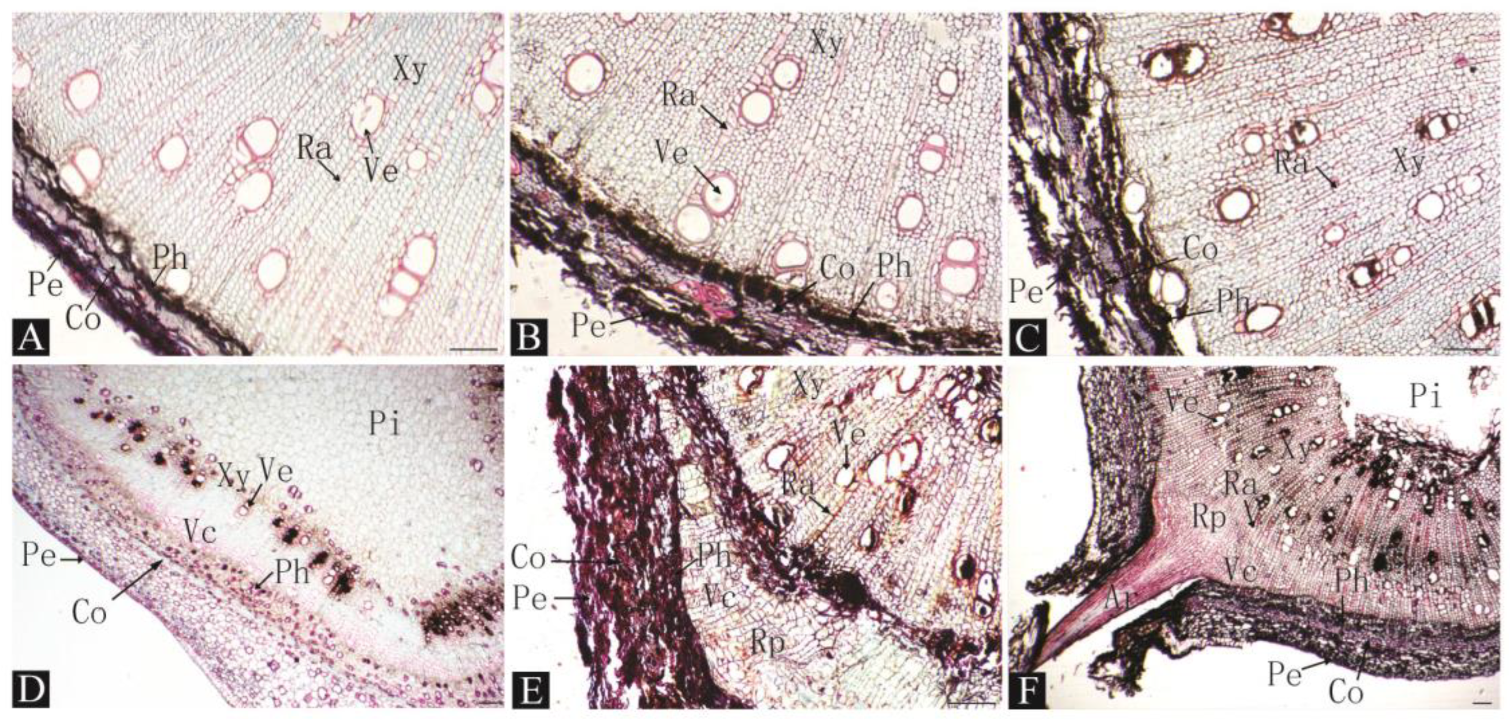 Plants 13 03440 g004