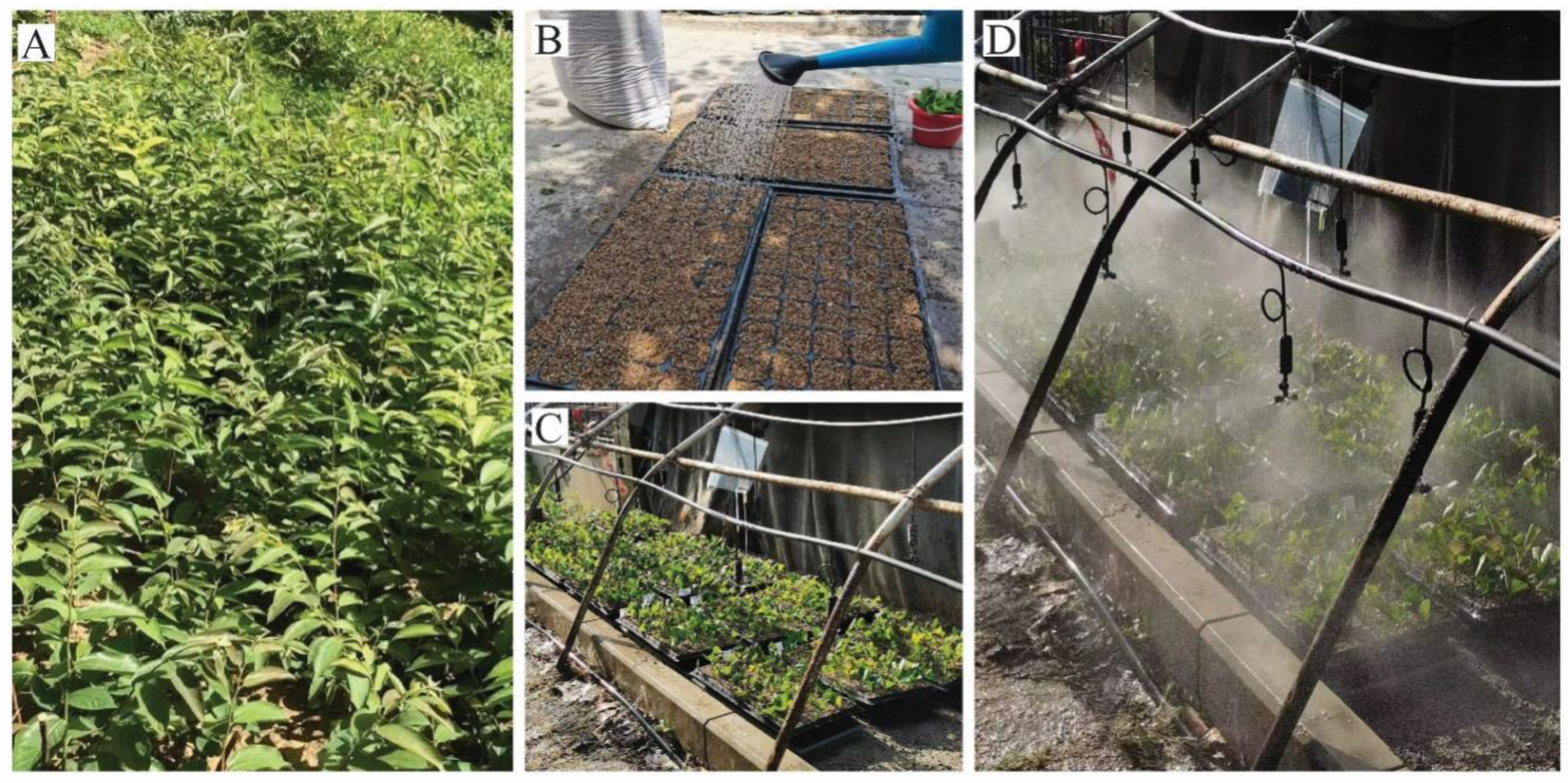 Plants 13 03440 g007