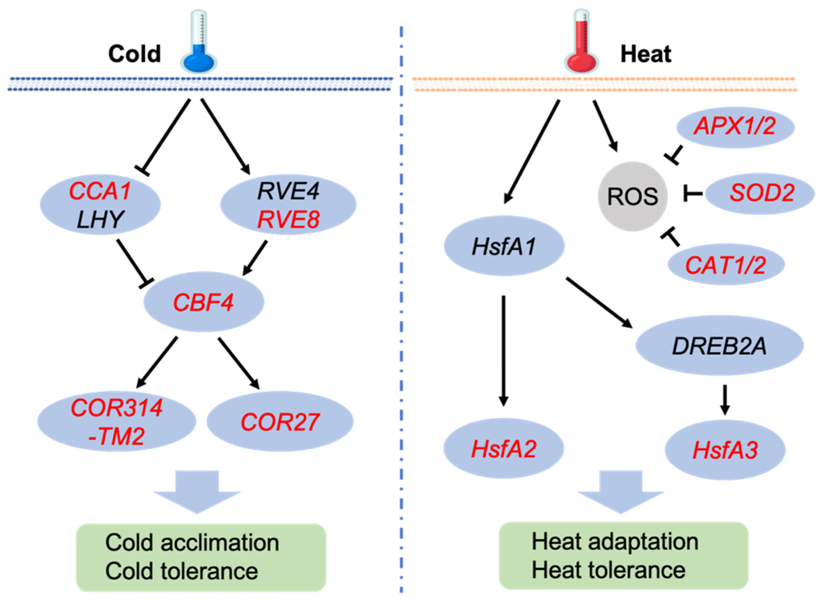 Plants 13 03444 g007