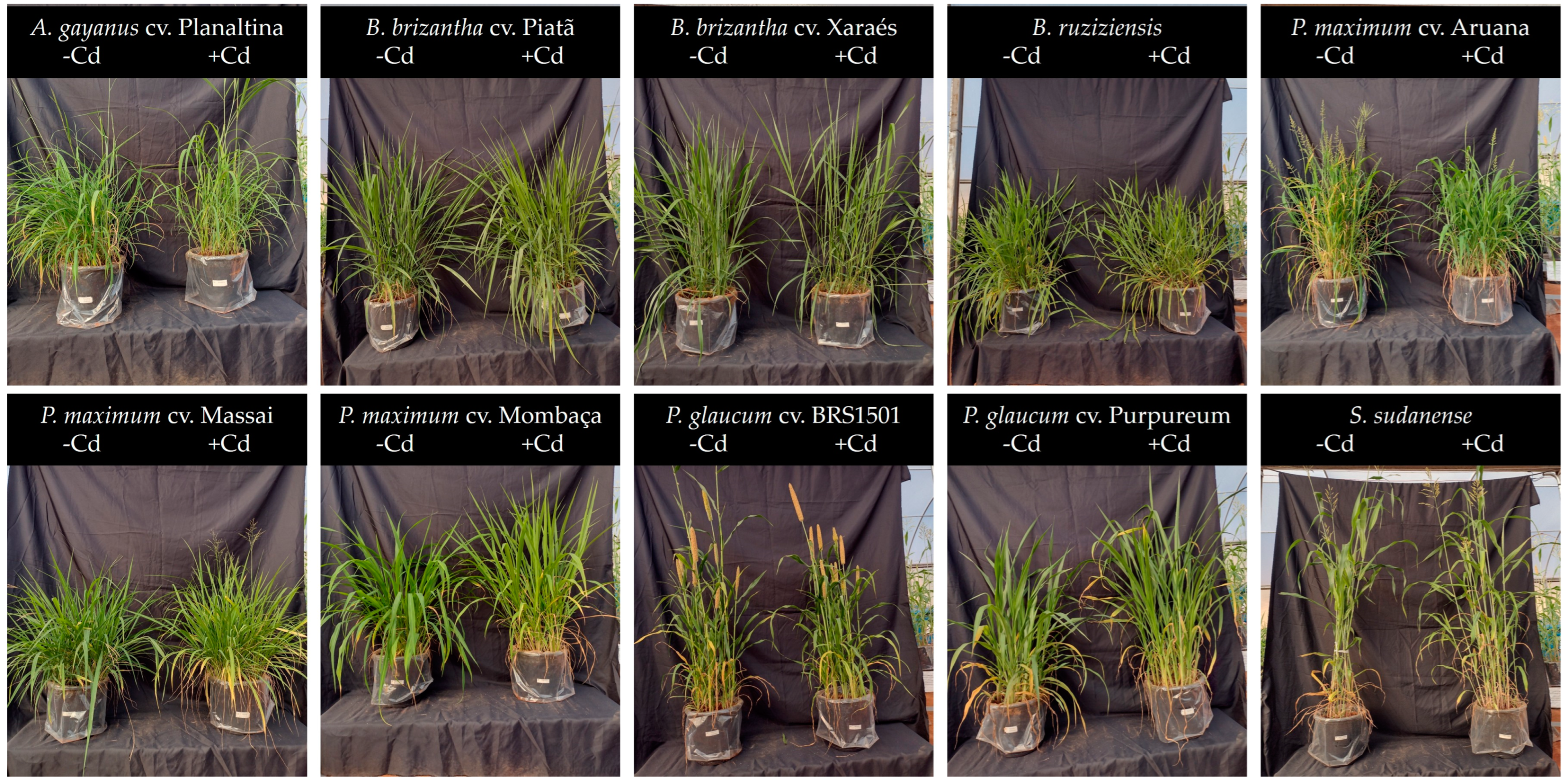 Plants 13 03450 g002