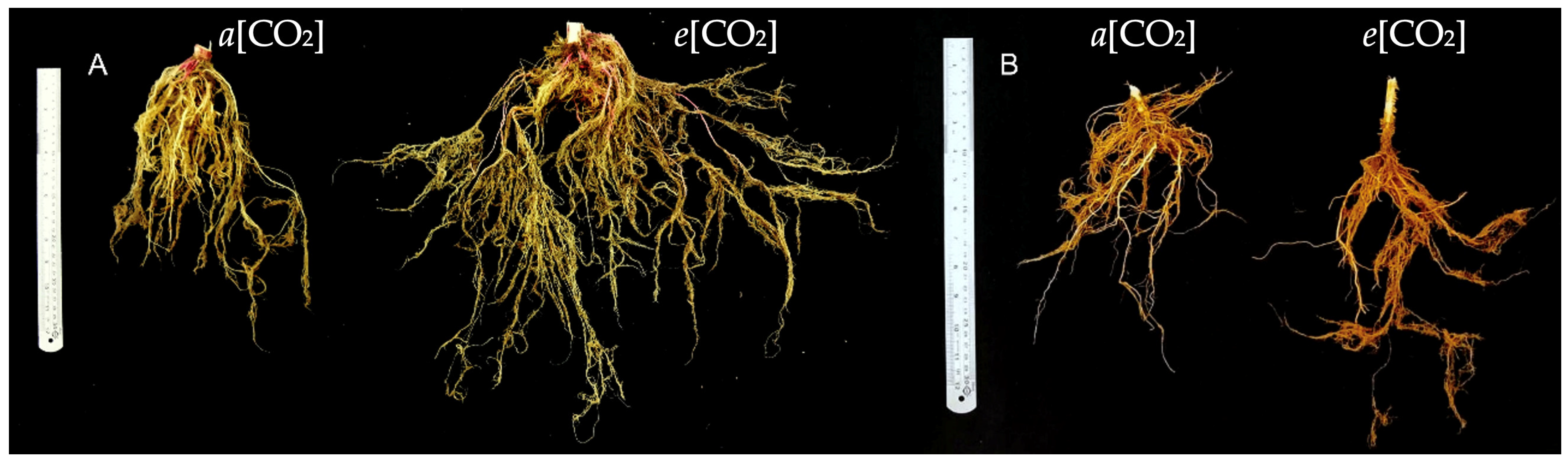 Plants 13 03453 g008