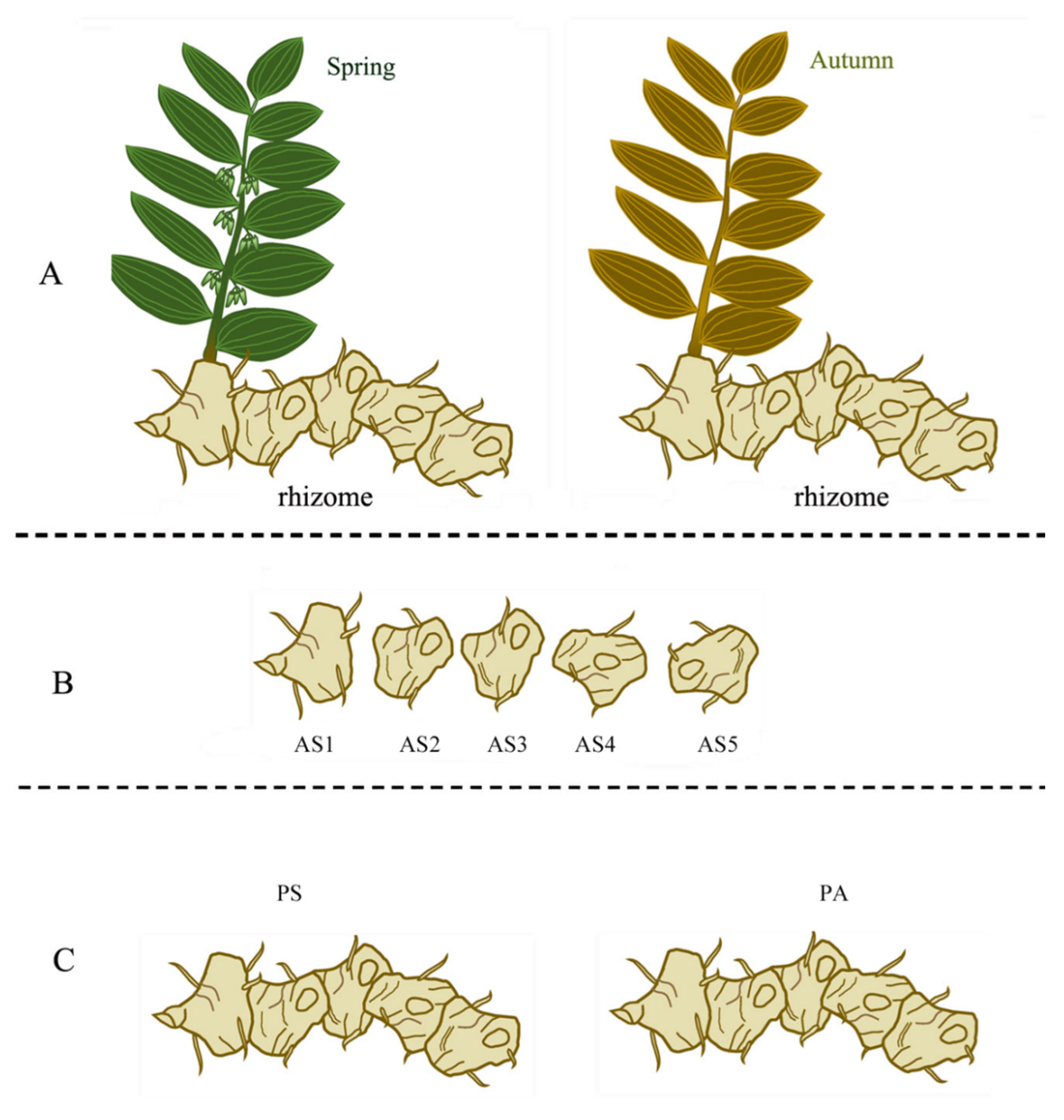 Plants 13 03459 g008