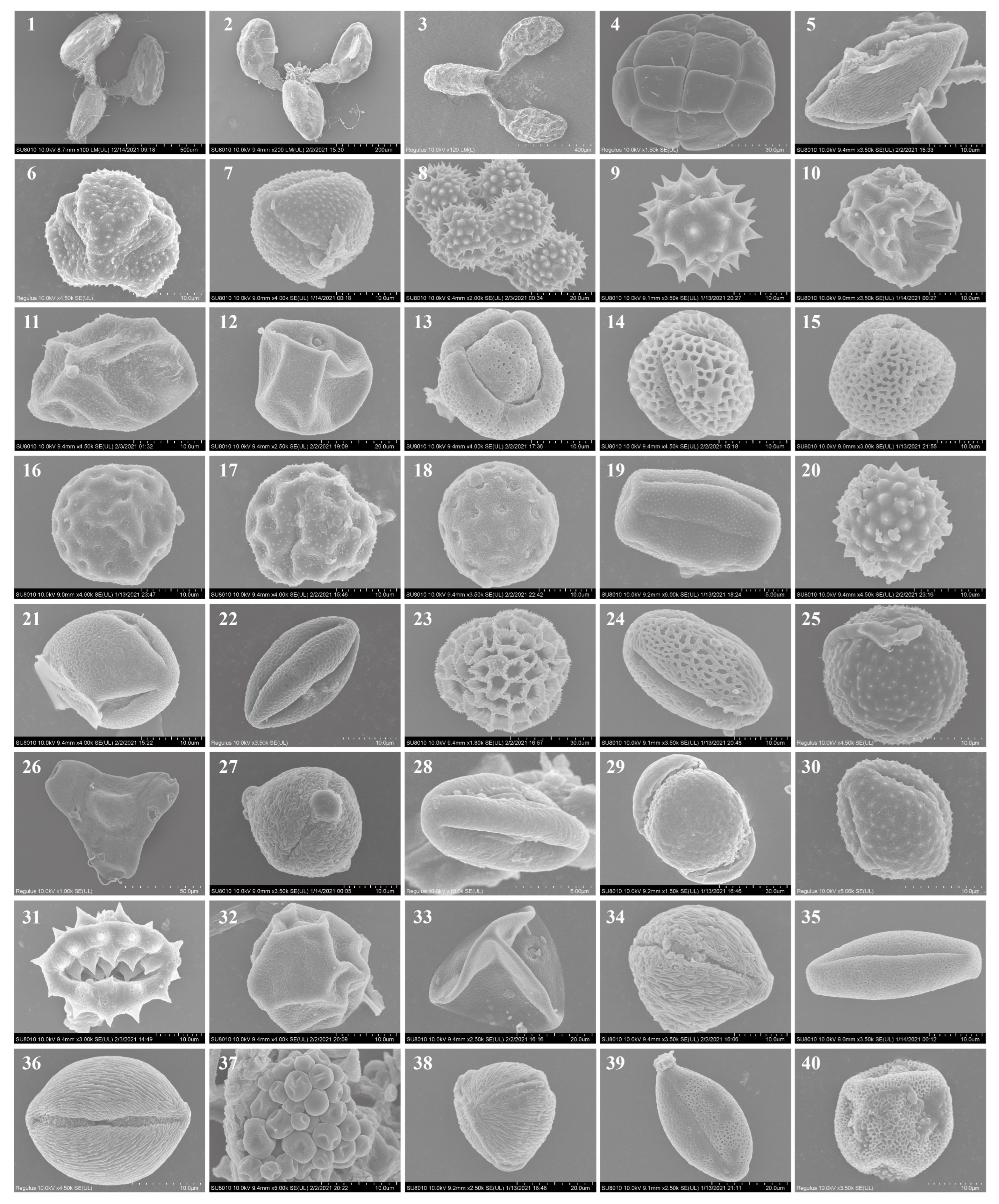 Plants 13 03467 g003