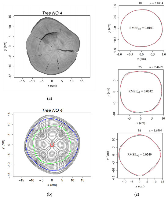 Superellipse Equation Describing the Geometries of Abies alba Tree