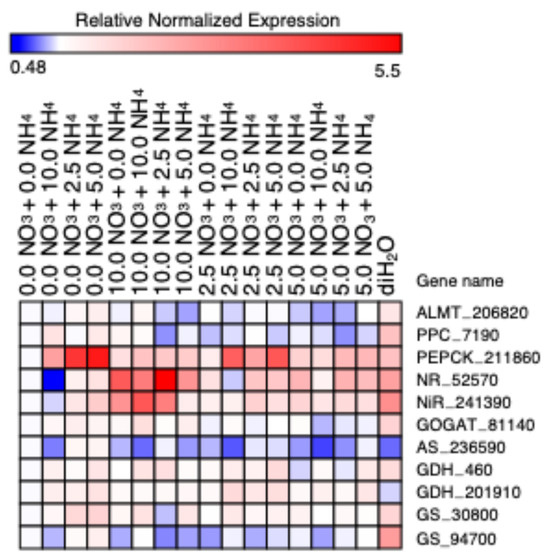 The Nitrogen Preference of Cactus Pear (Opuntia ficus-indica): A
