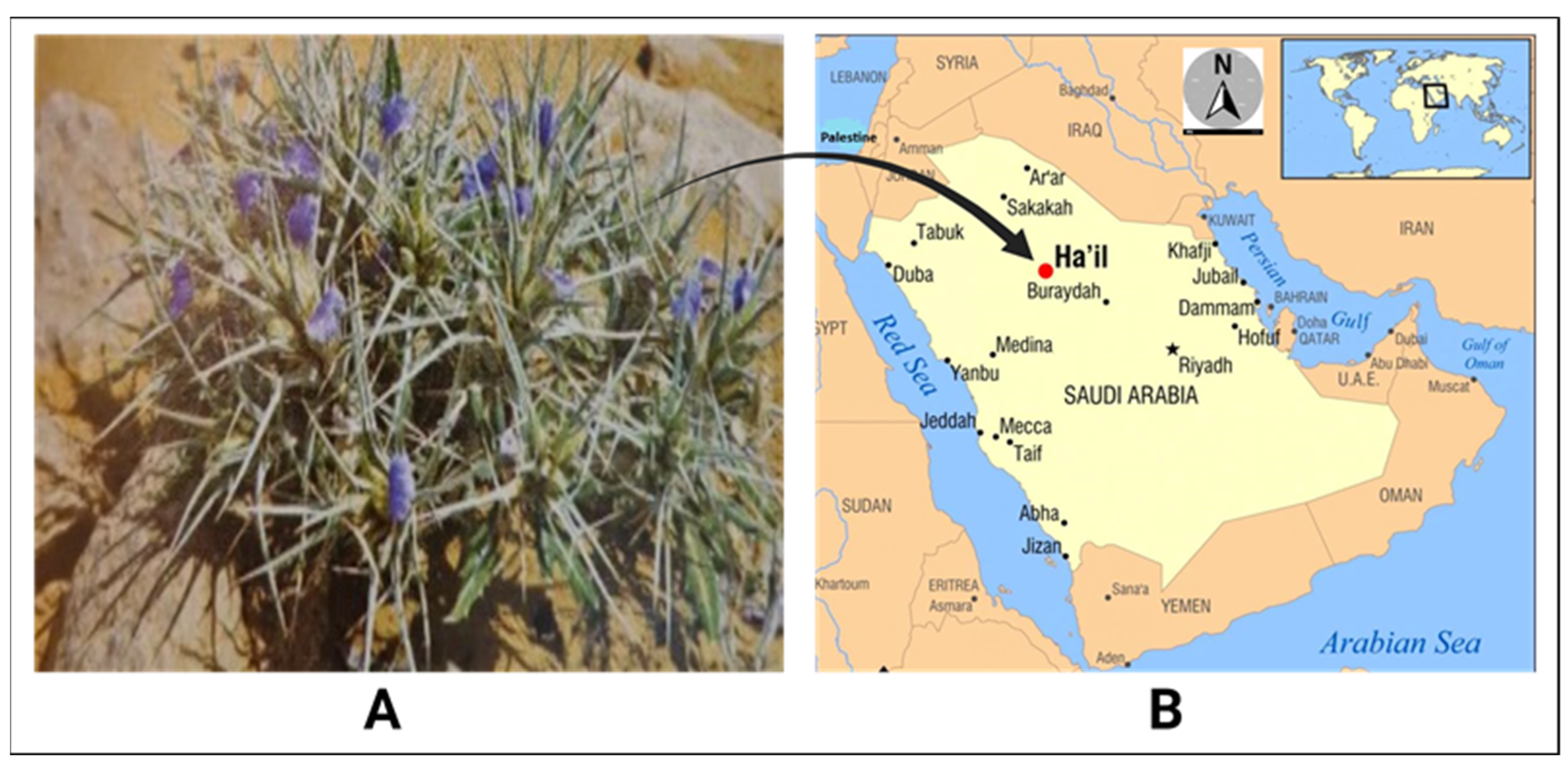 Plants 13 03491 g005 Plants 13 03491 g005