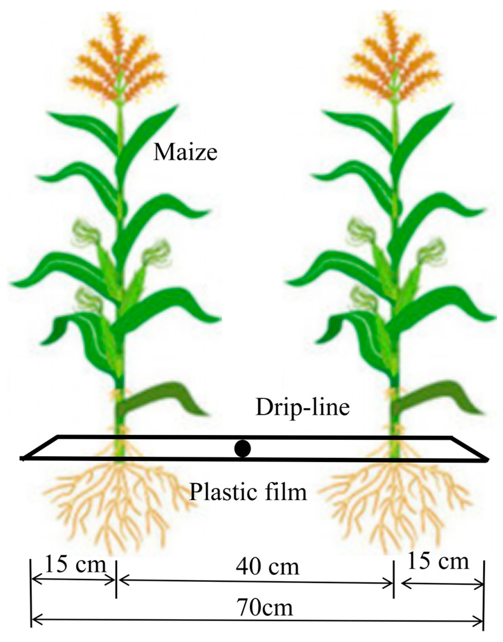 Plants 13 03492 g006