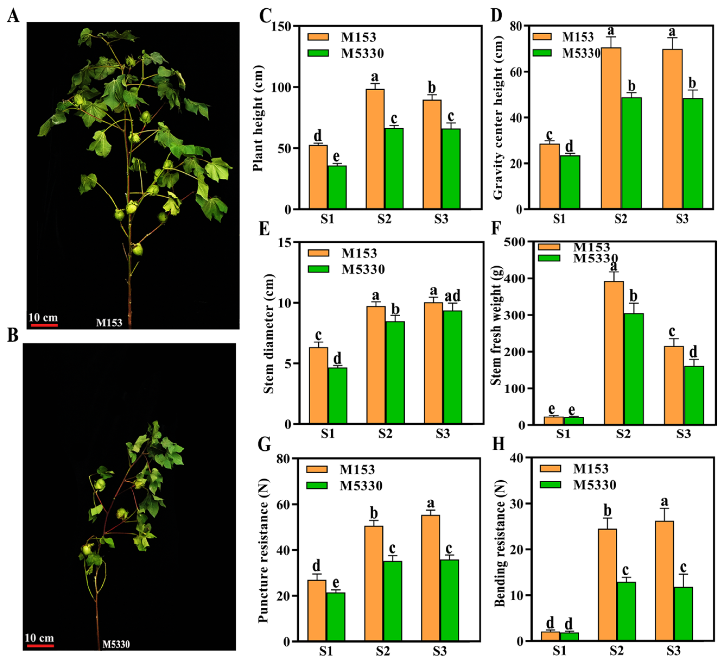 Plants 13 03493 g001