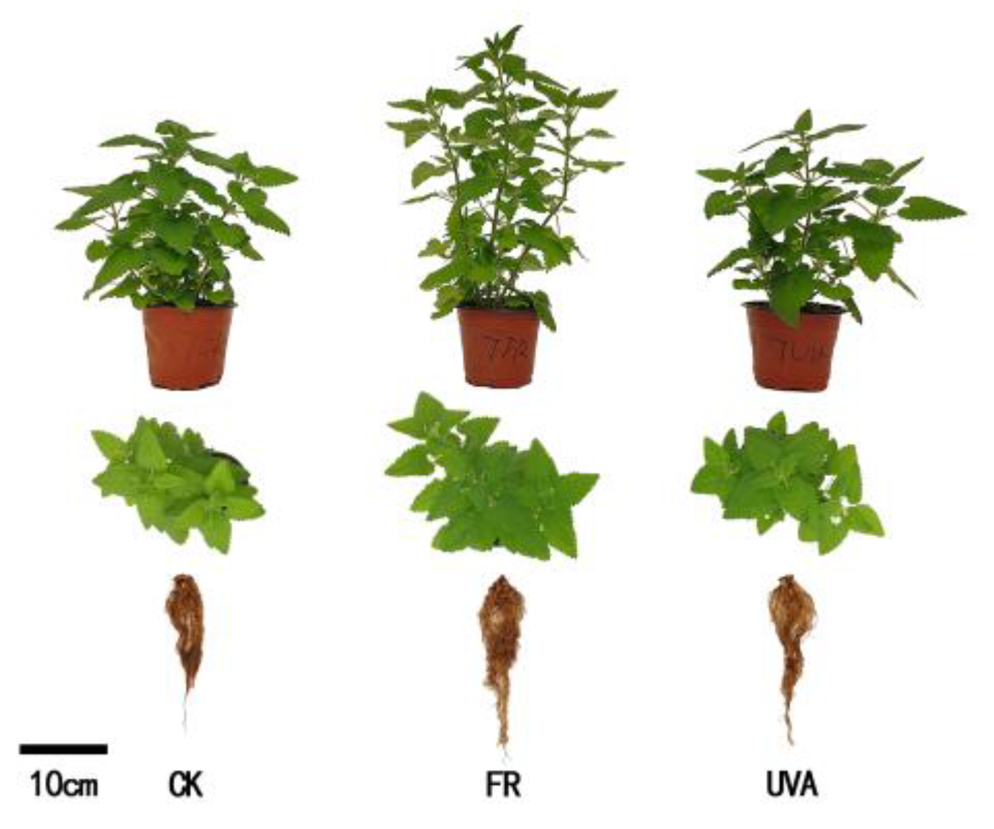 Plants 13 03495 g001