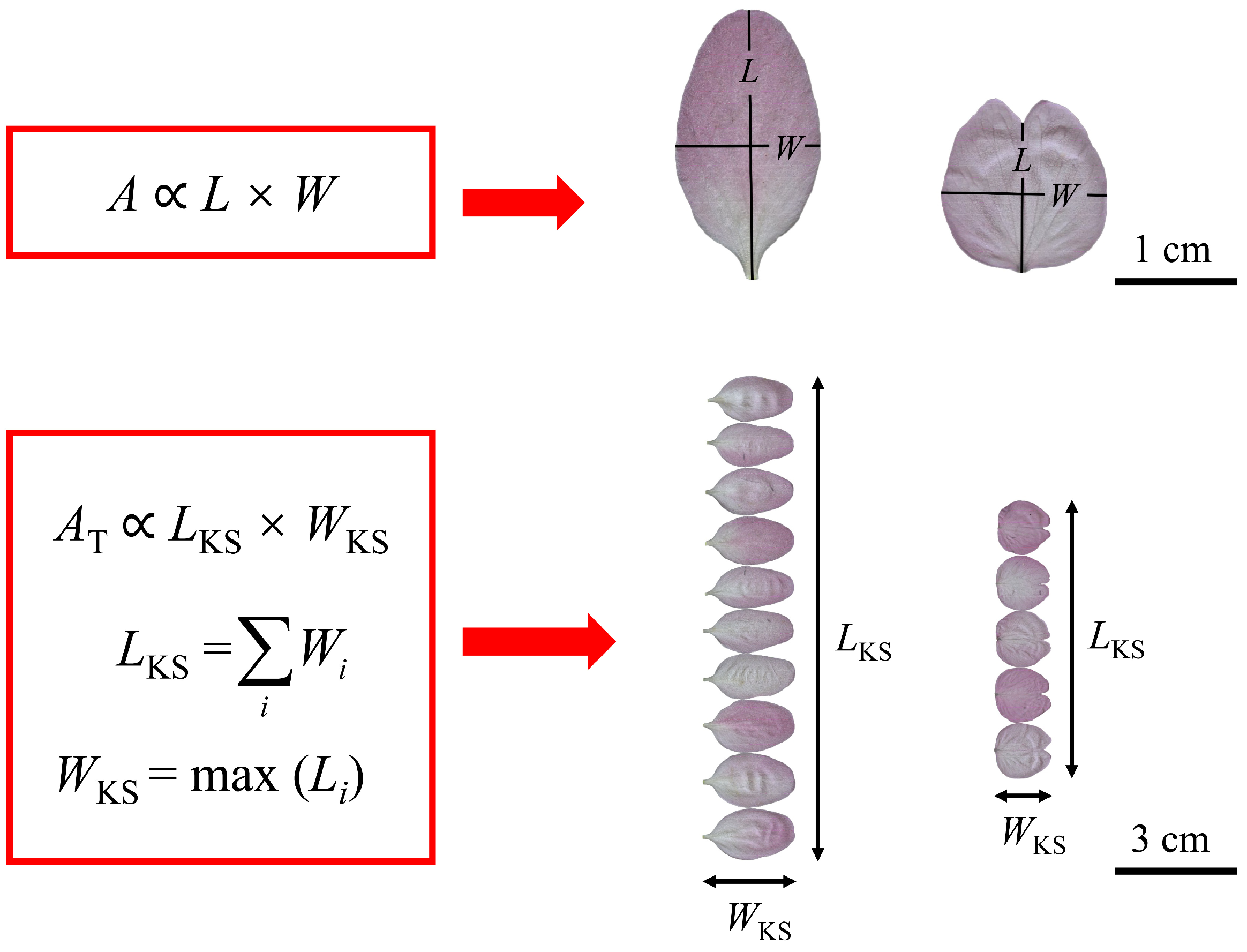 Plants 13 03499 g001