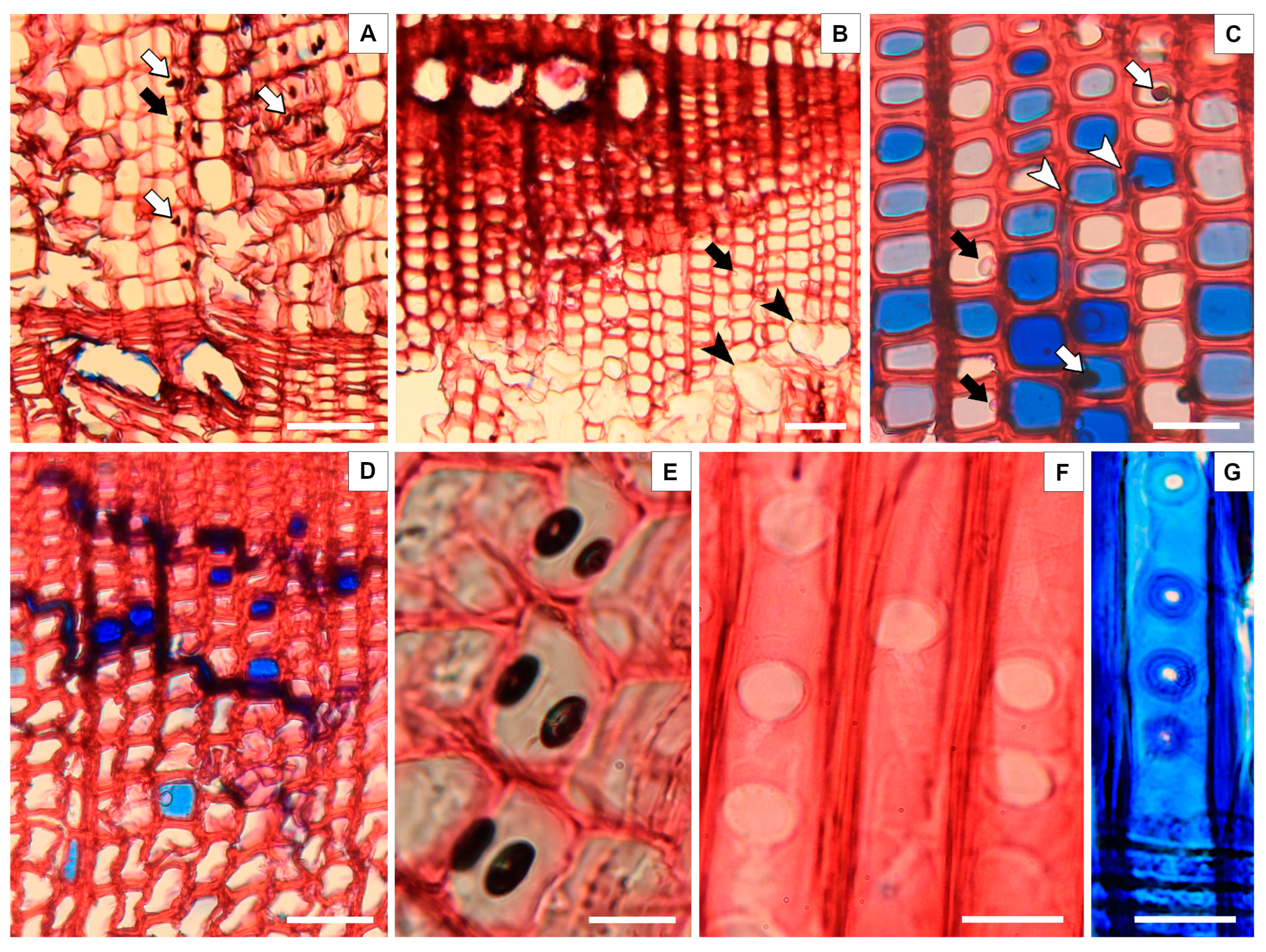 Plants 13 03502 g006 Plants 13 03502 g006