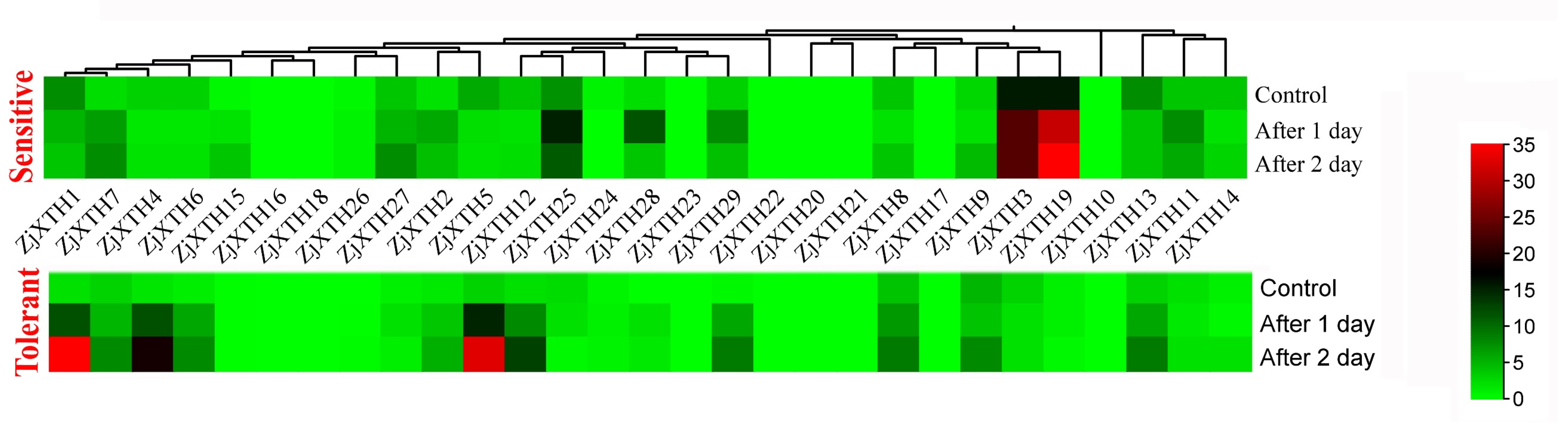 Plants 13 03503 g007