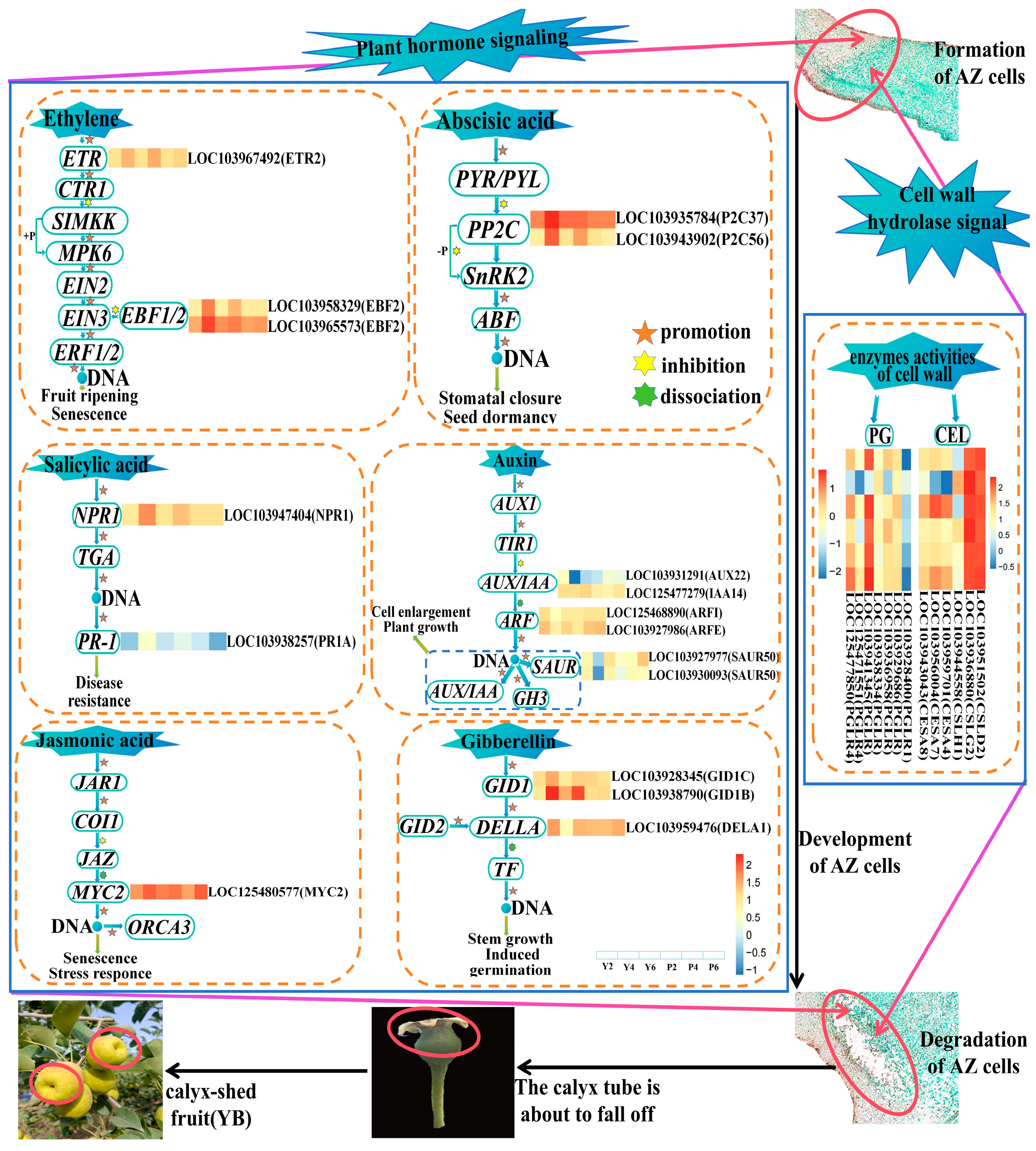 Plants 13 03504 g014