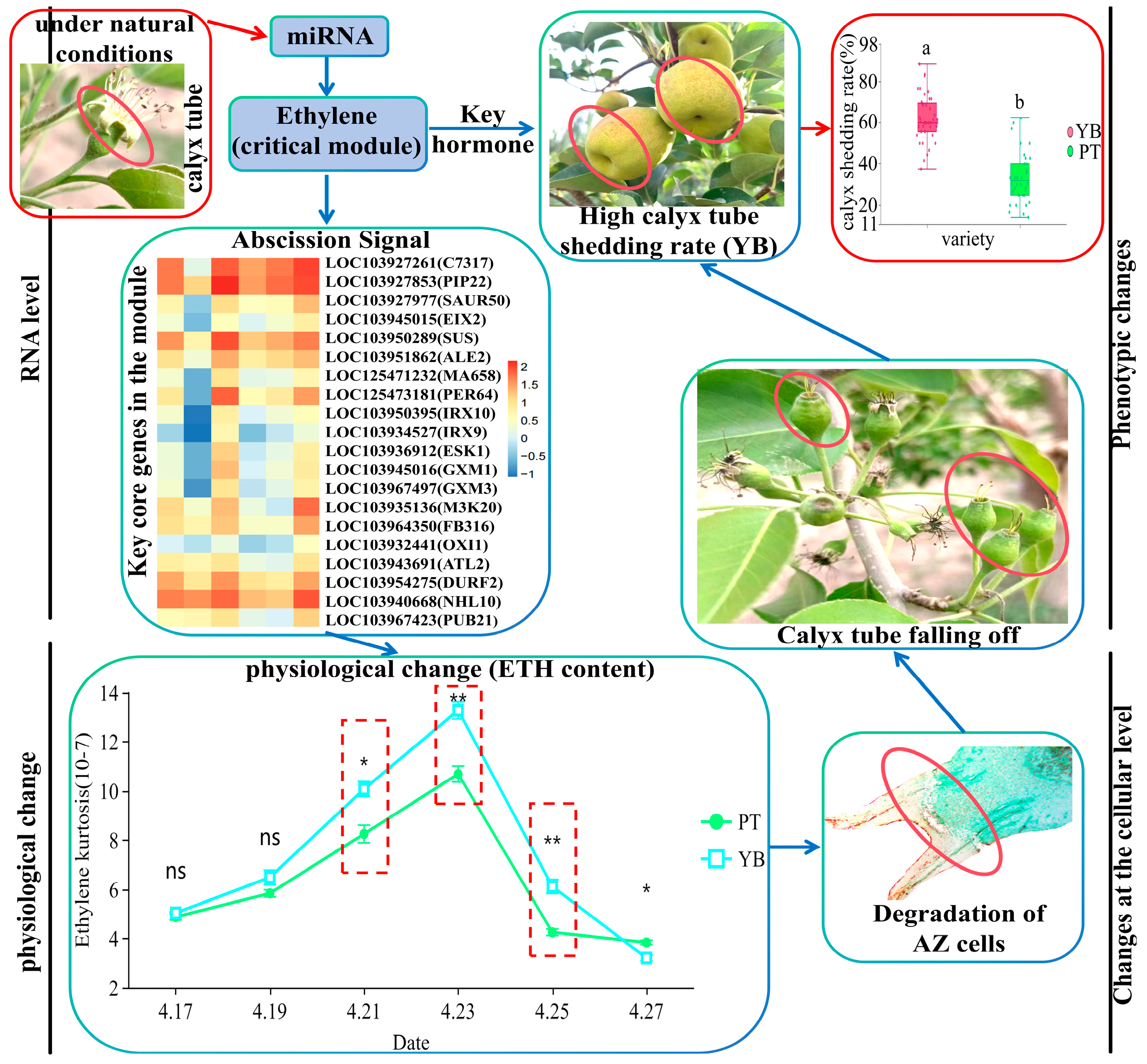 Plants 13 03504 g015