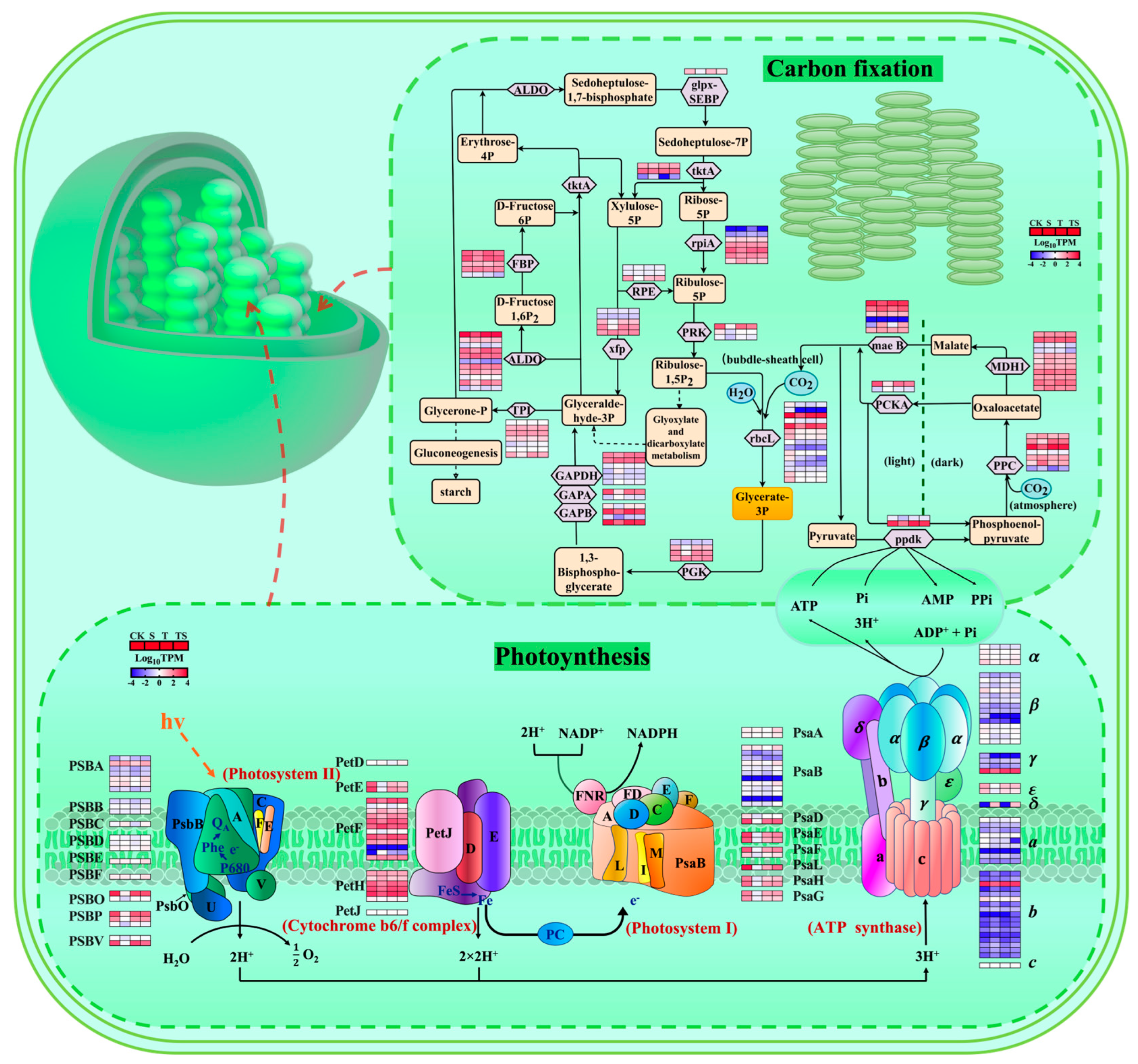 Plants 13 03506 g008
