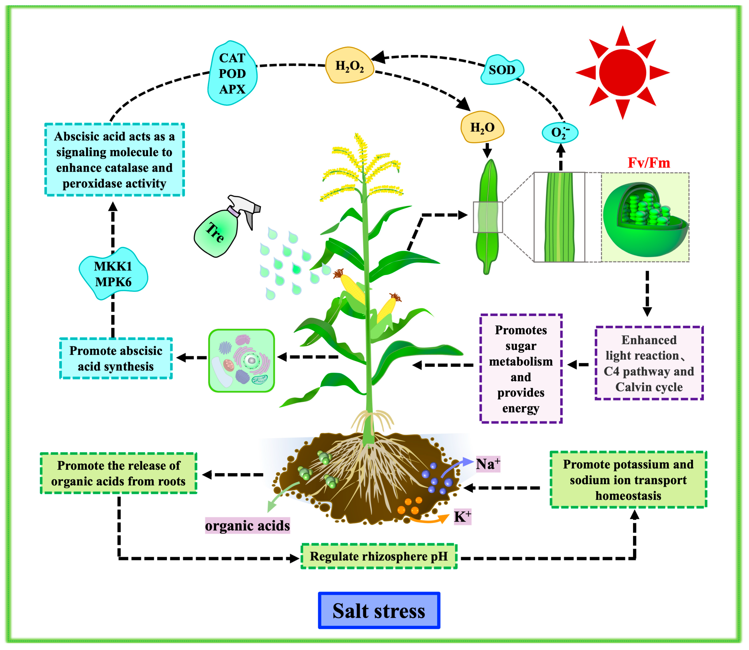Plants 13 03506 g012