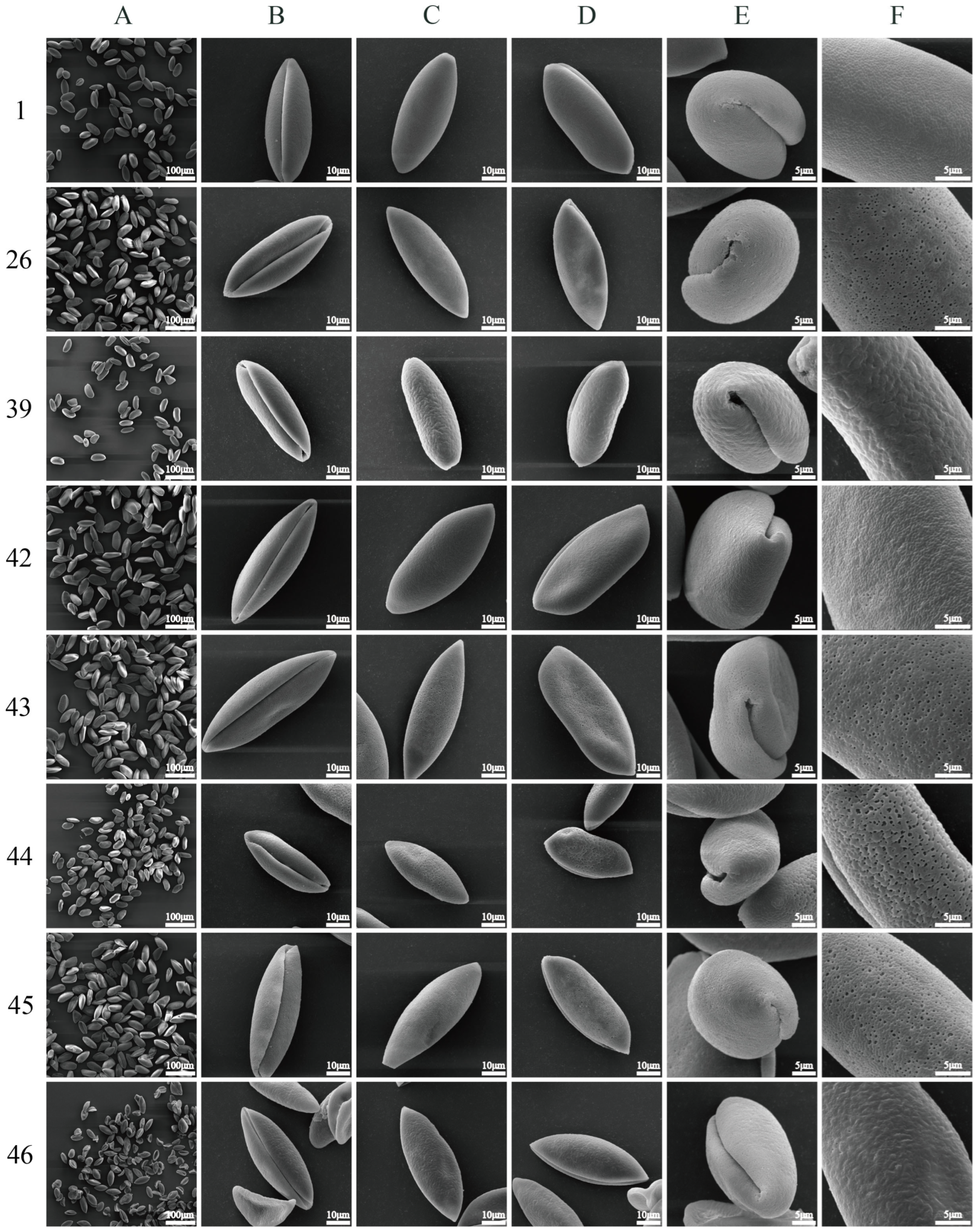 s2 Pollen Morphological Characteristics of 46 Germplasm