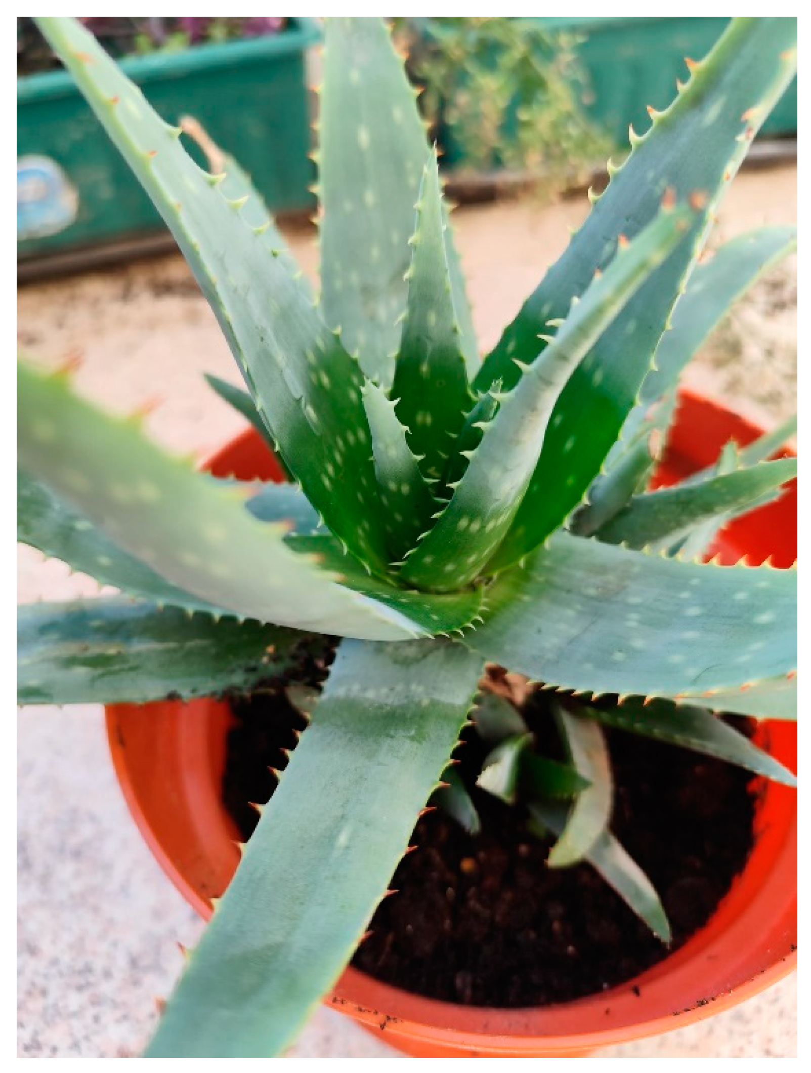 Plants 13 03515 g002 Plants 13 03515 g002