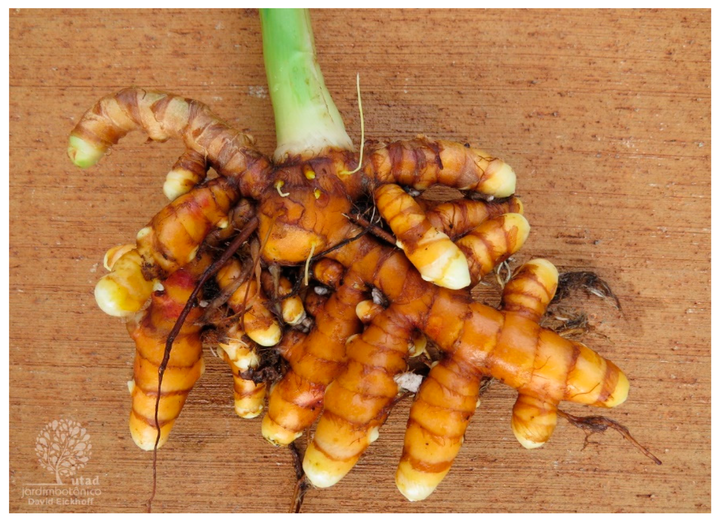 Plants 13 03515 g006 Plants 13 03515 g006