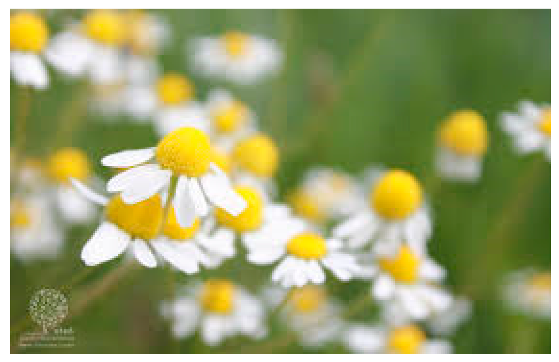 Plants 13 03515 g010 Plants 13 03515 g010