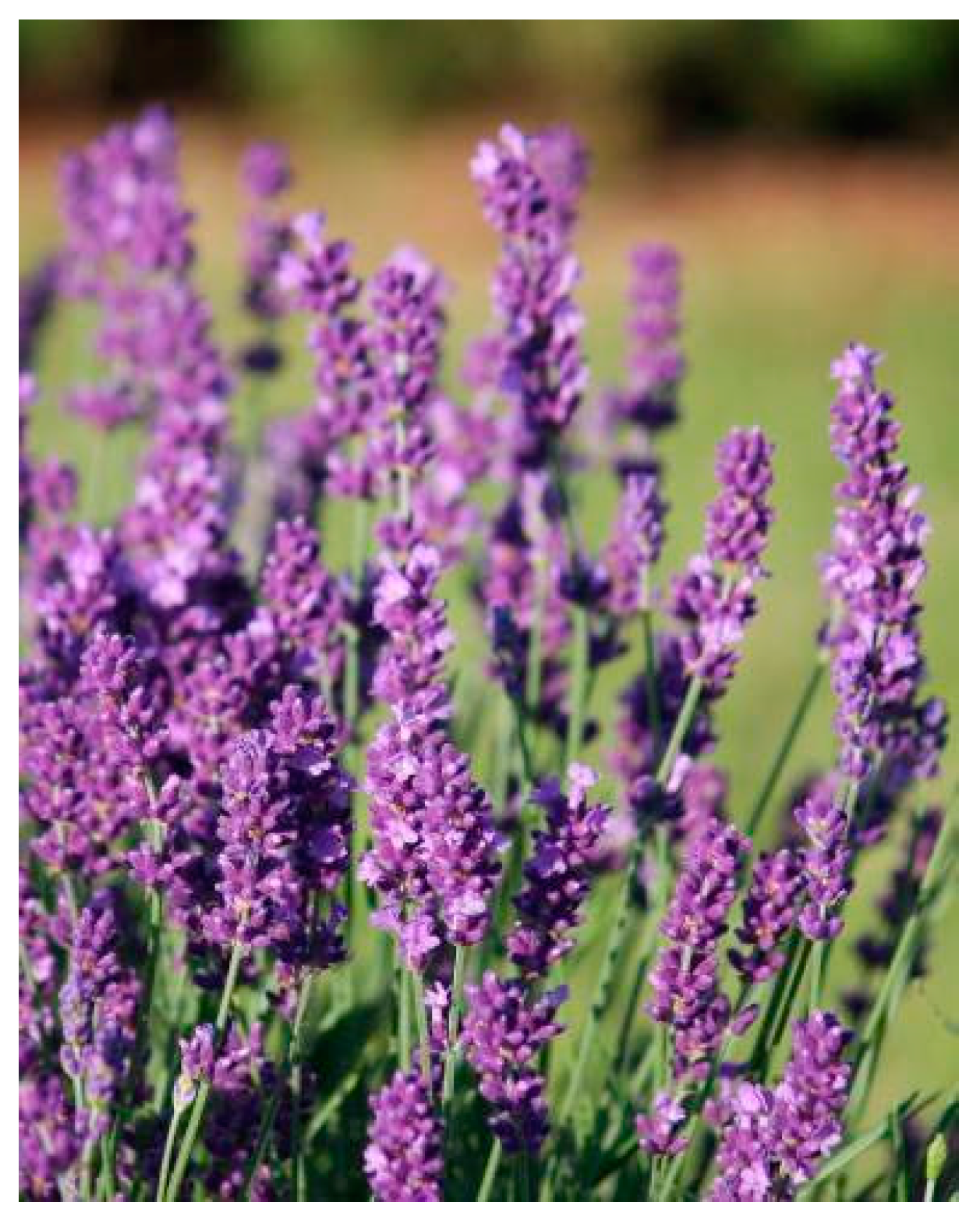 Plants 13 03515 g012 Plants 13 03515 g012