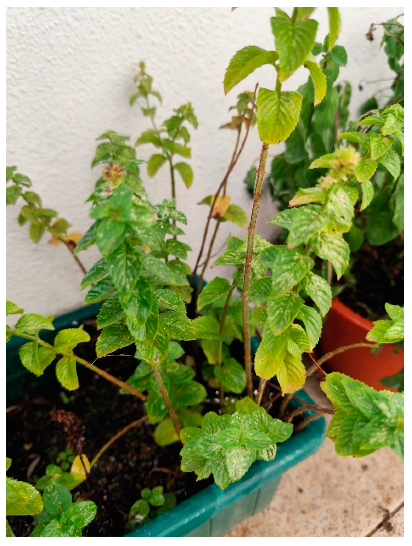 Plants 13 03515 g014 Plants 13 03515 g014