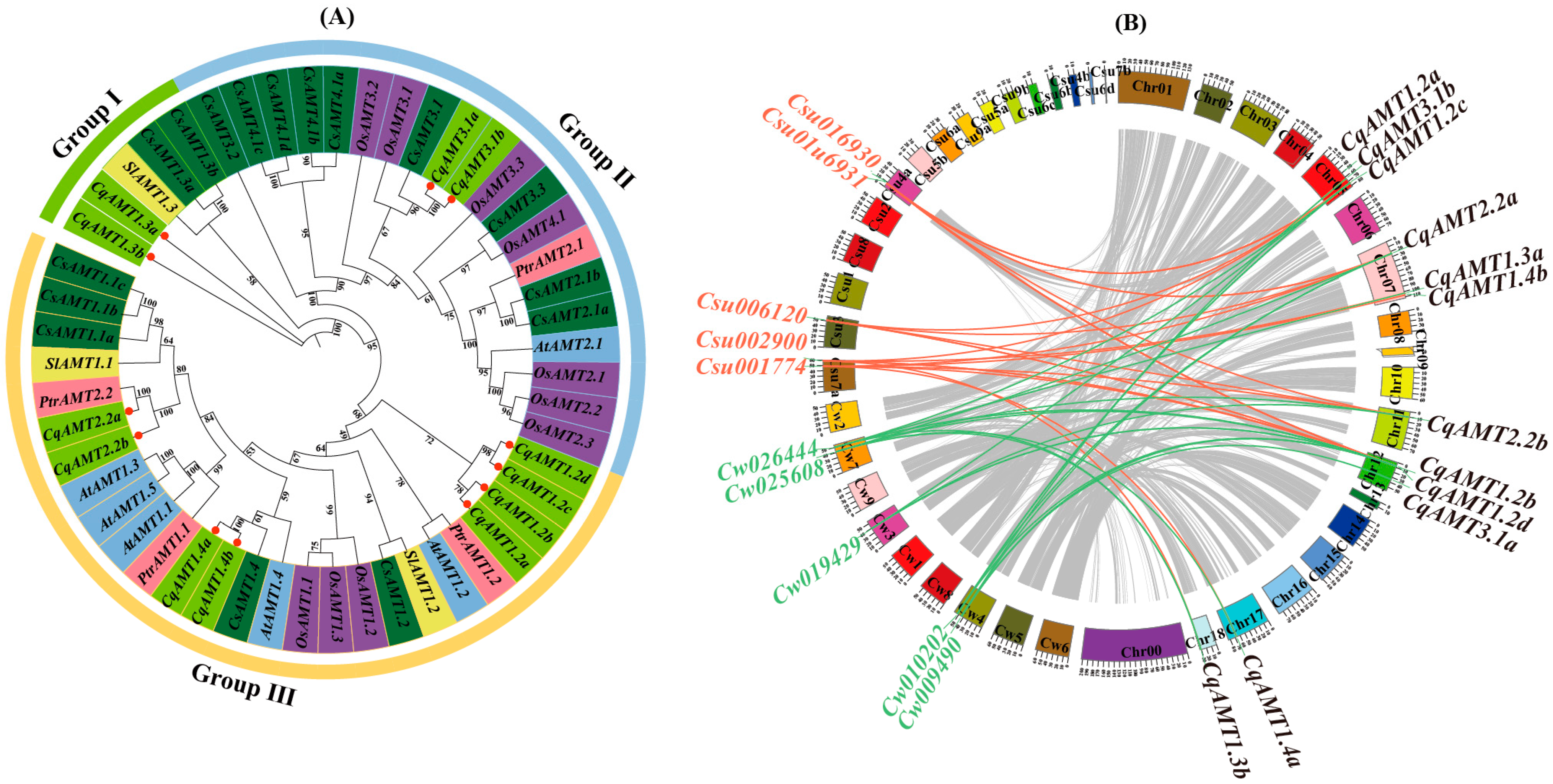 Plants 13 03524 g001