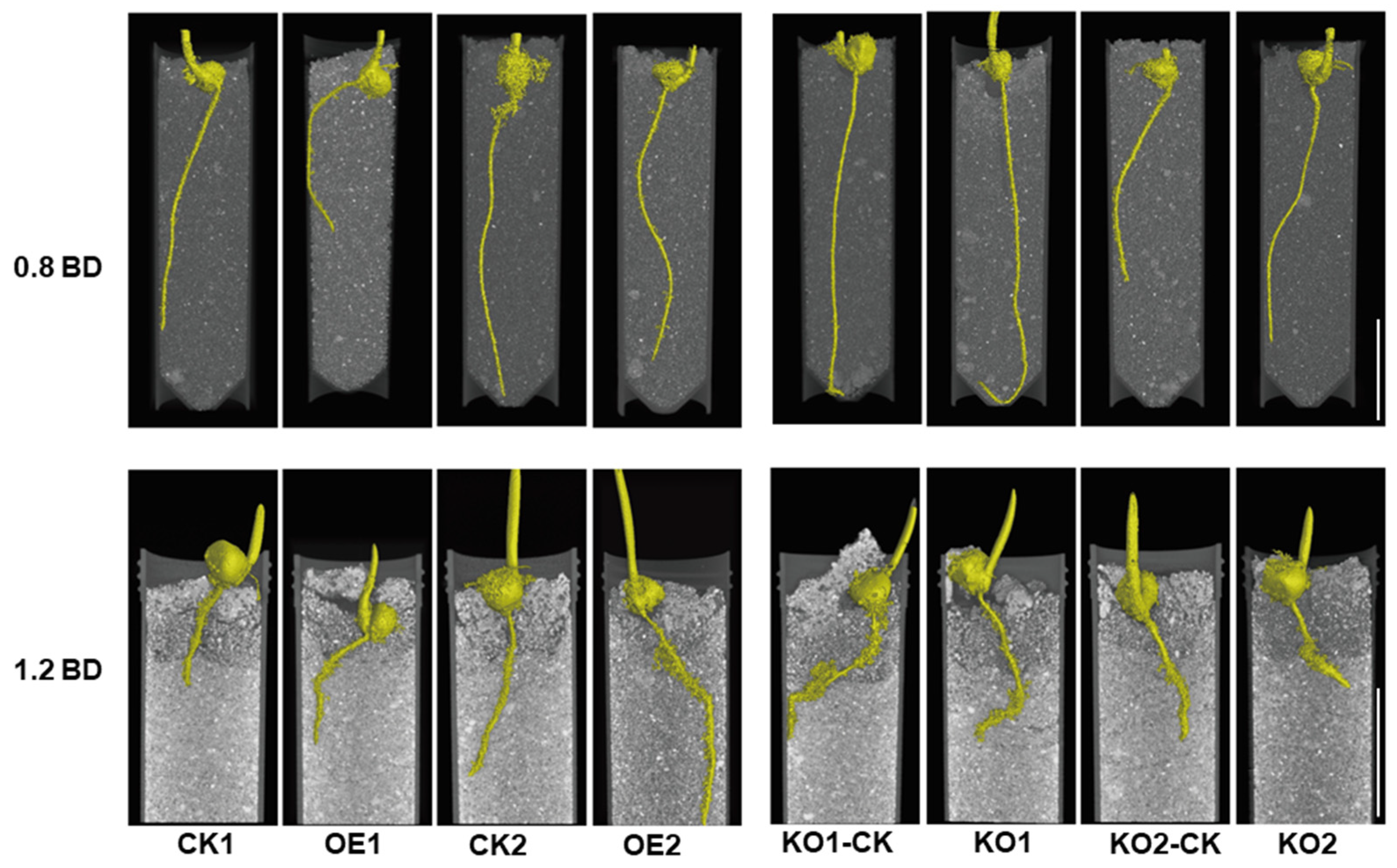Plants 13 03525 g002